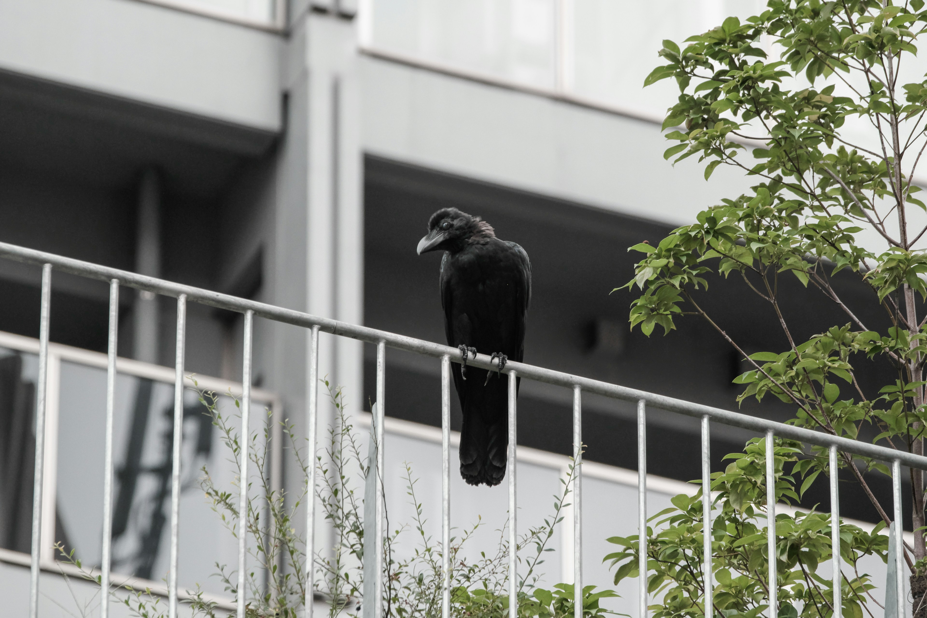 Un corbeau noir perché sur une balustrade avec de la verdure en arrière-plan