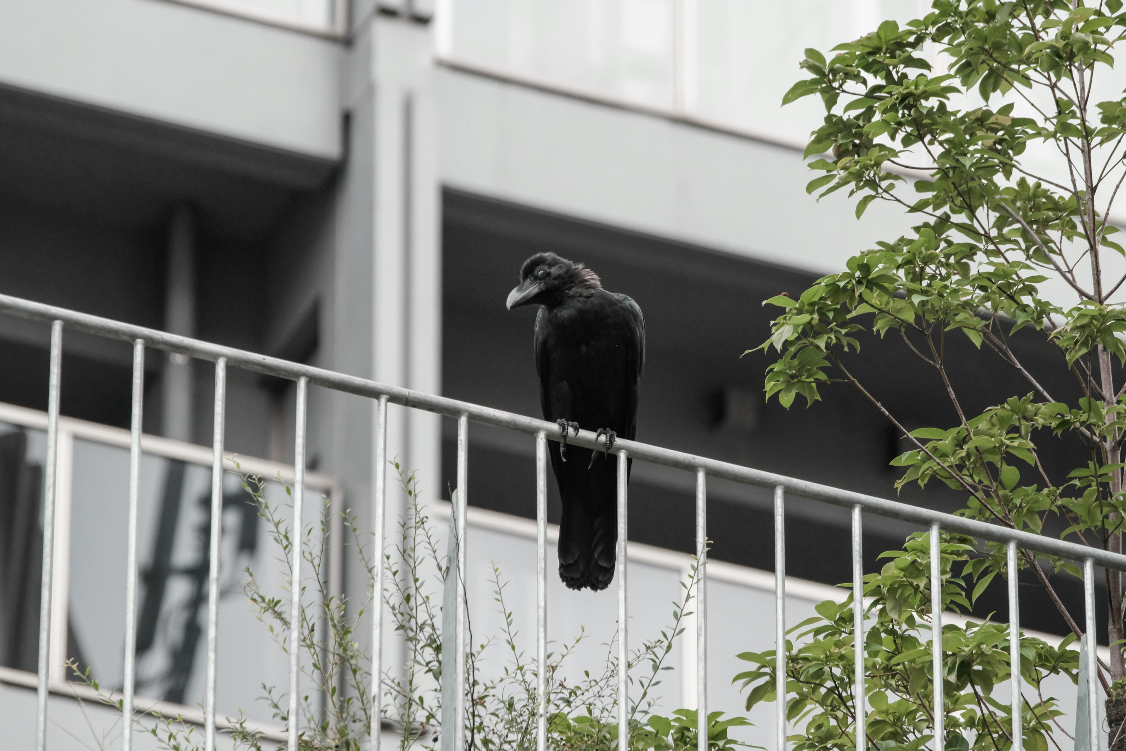 Un corvo nero appollaiato su un corrimano con vegetazione sullo sfondo