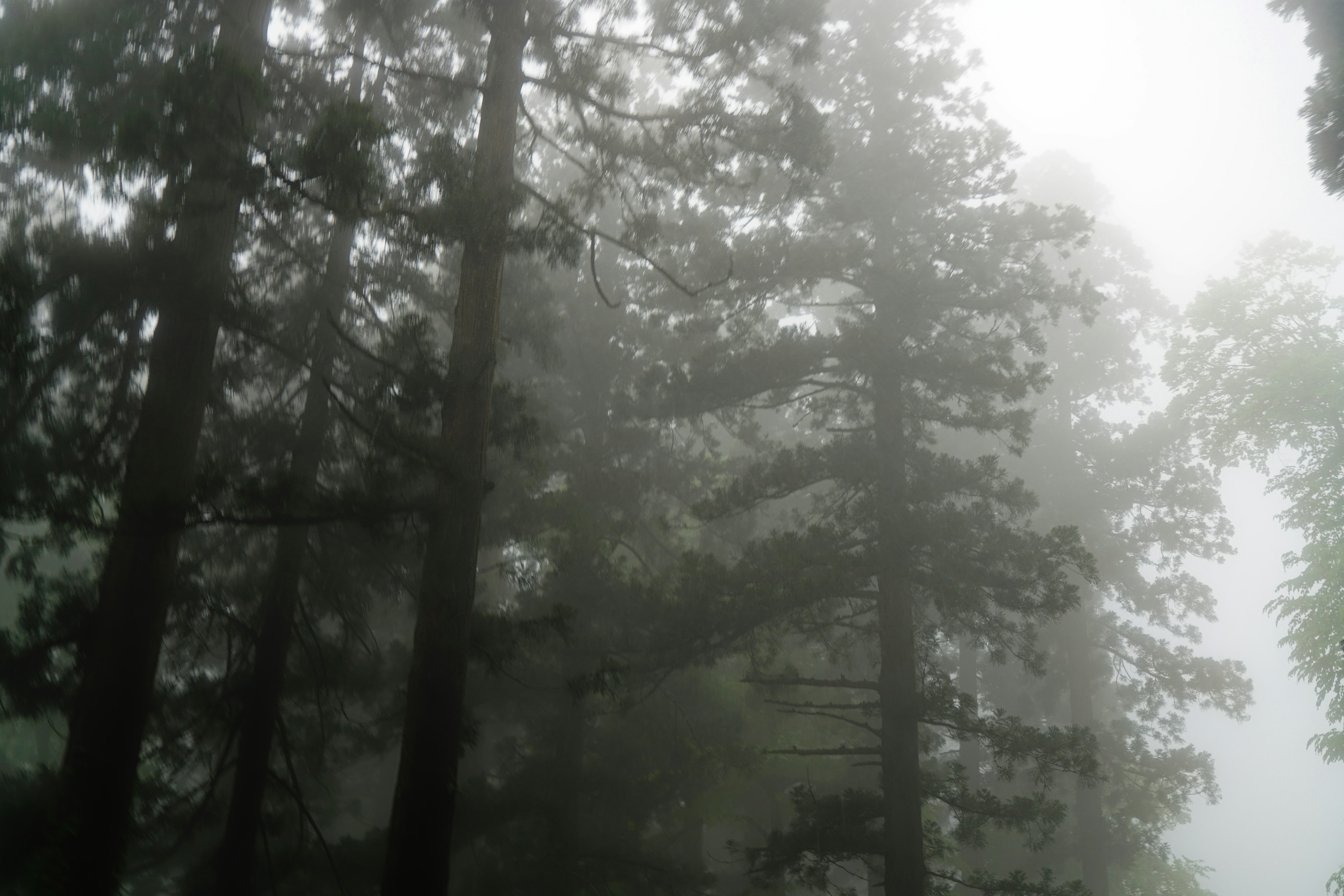 Grands arbres enveloppés de brouillard