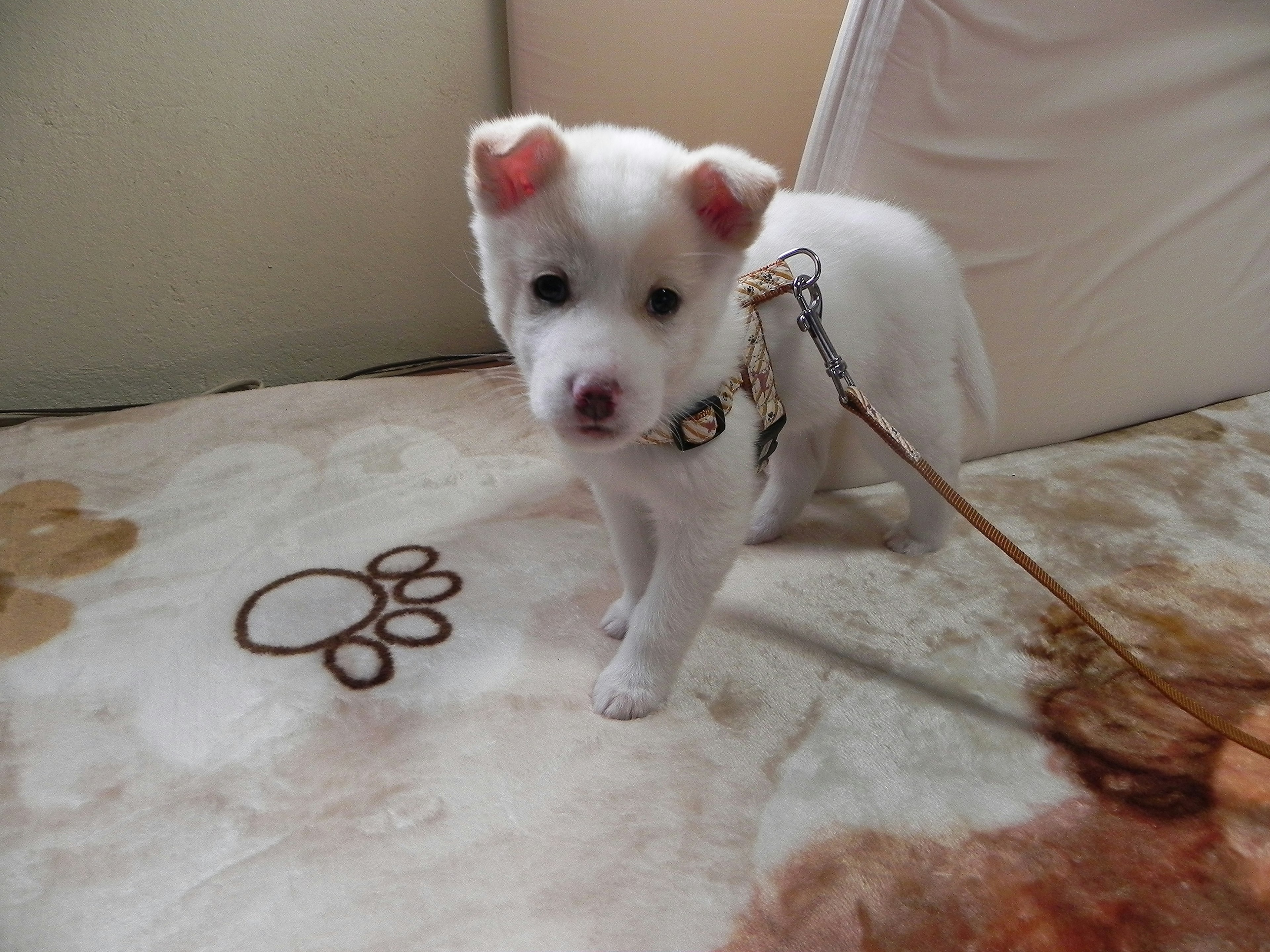 Un chiot blanc se tenant sur une couverture avec une laisse attachée