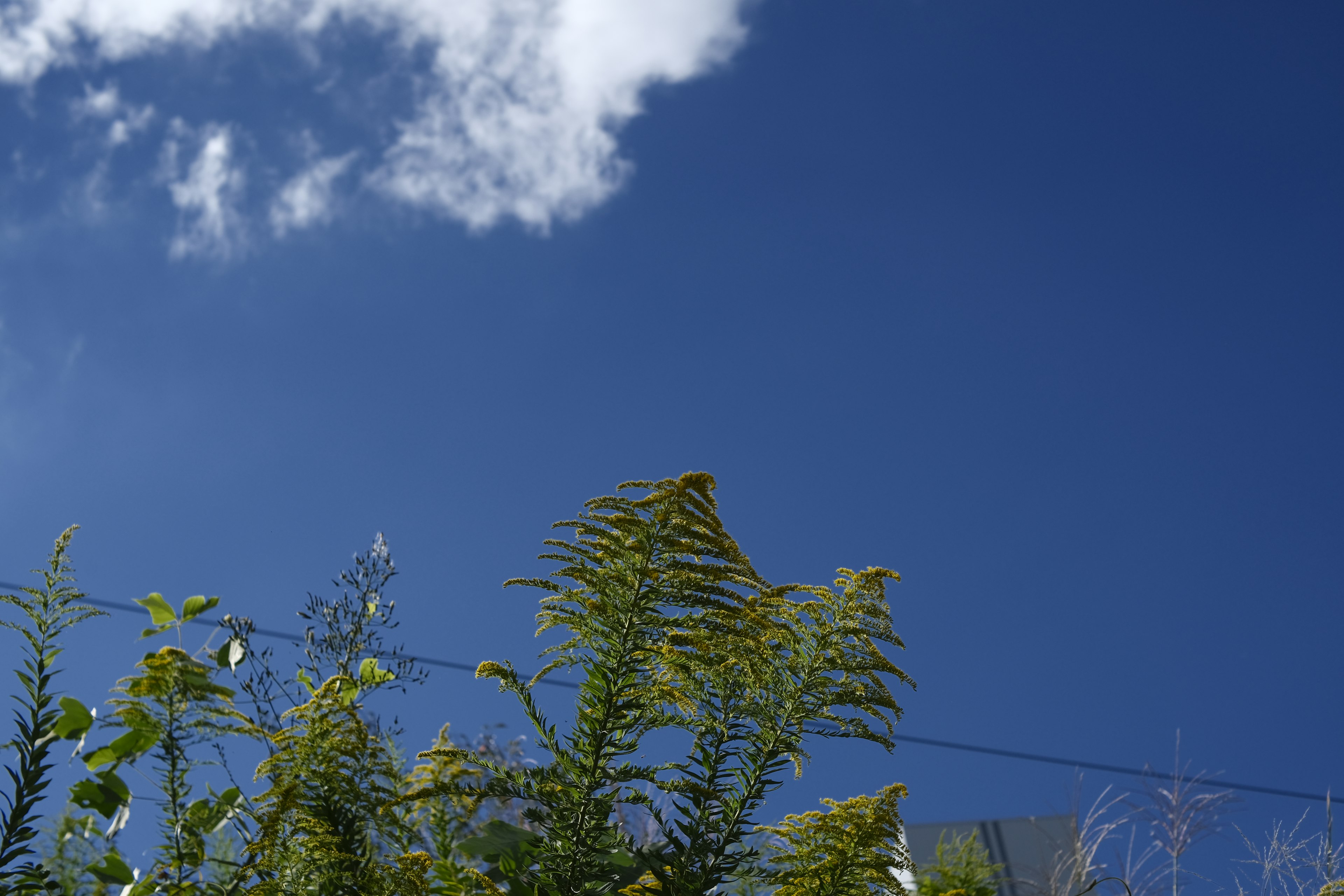 Landscape featuring green plants under a blue sky with white clouds