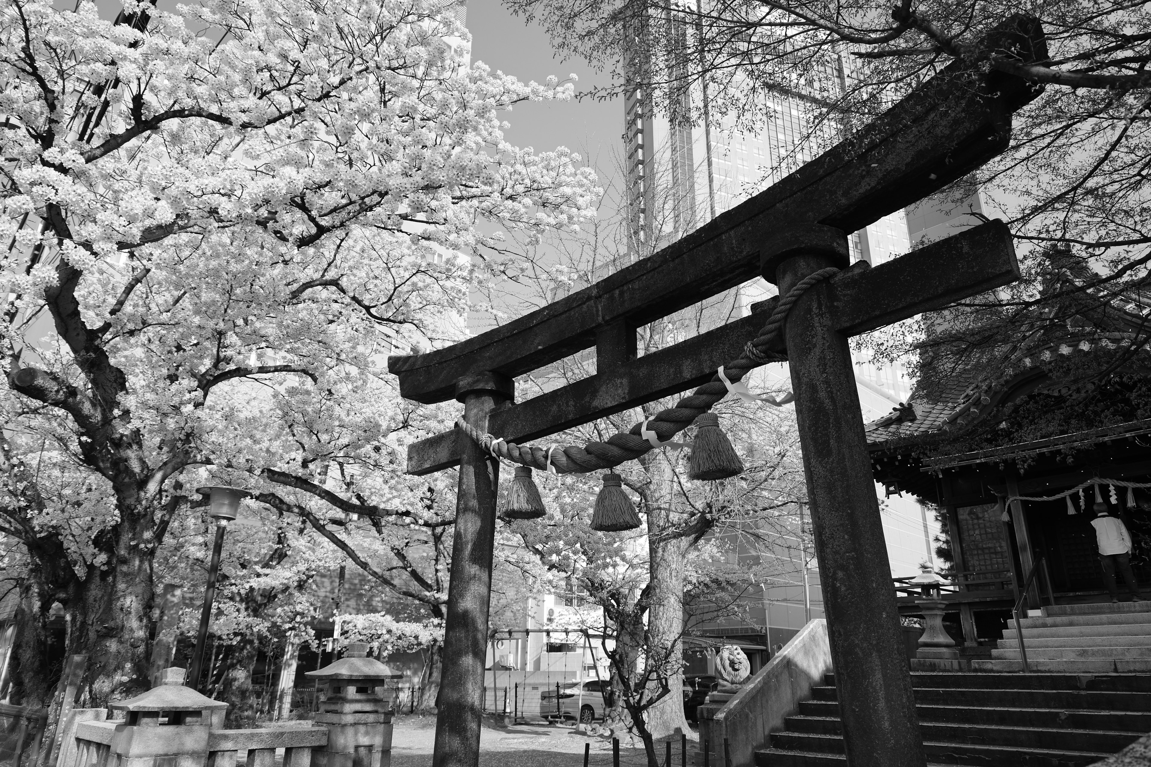 Landschaft mit einem Torii und Kirschblütenbäumen