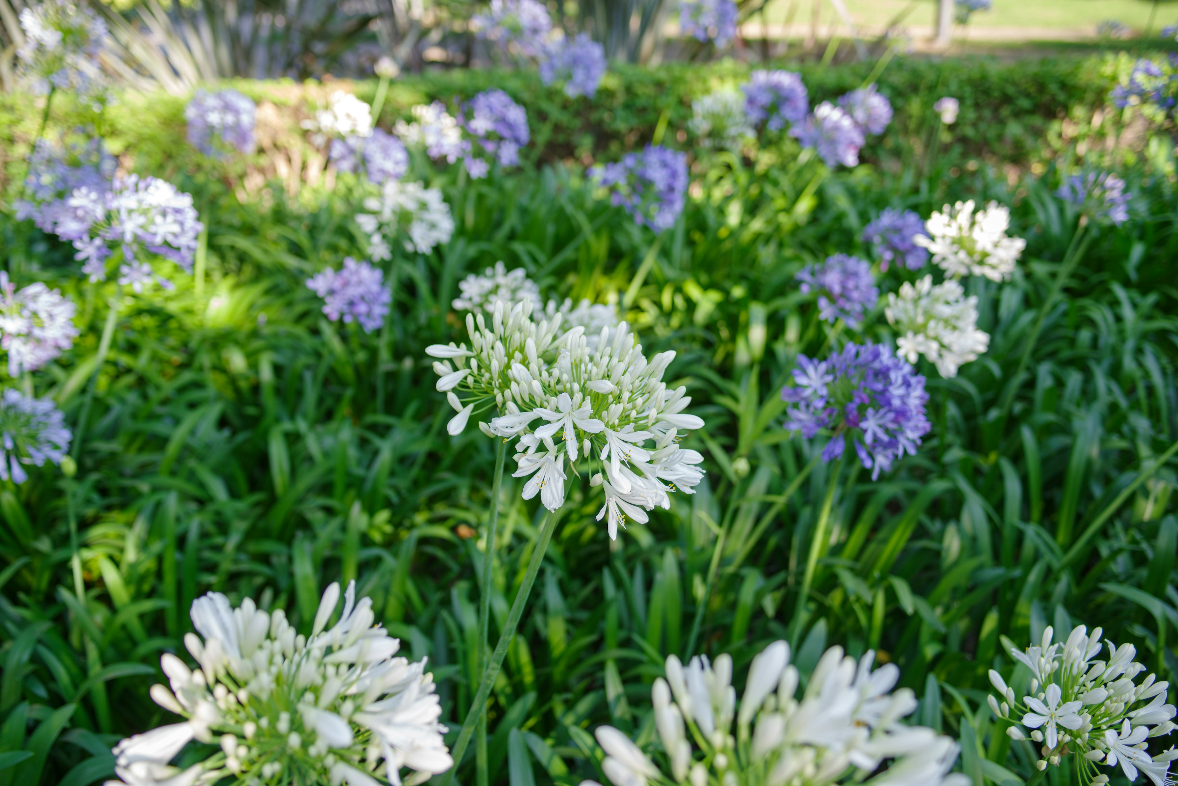 A vibrant garden featuring clusters of white and purple flowers