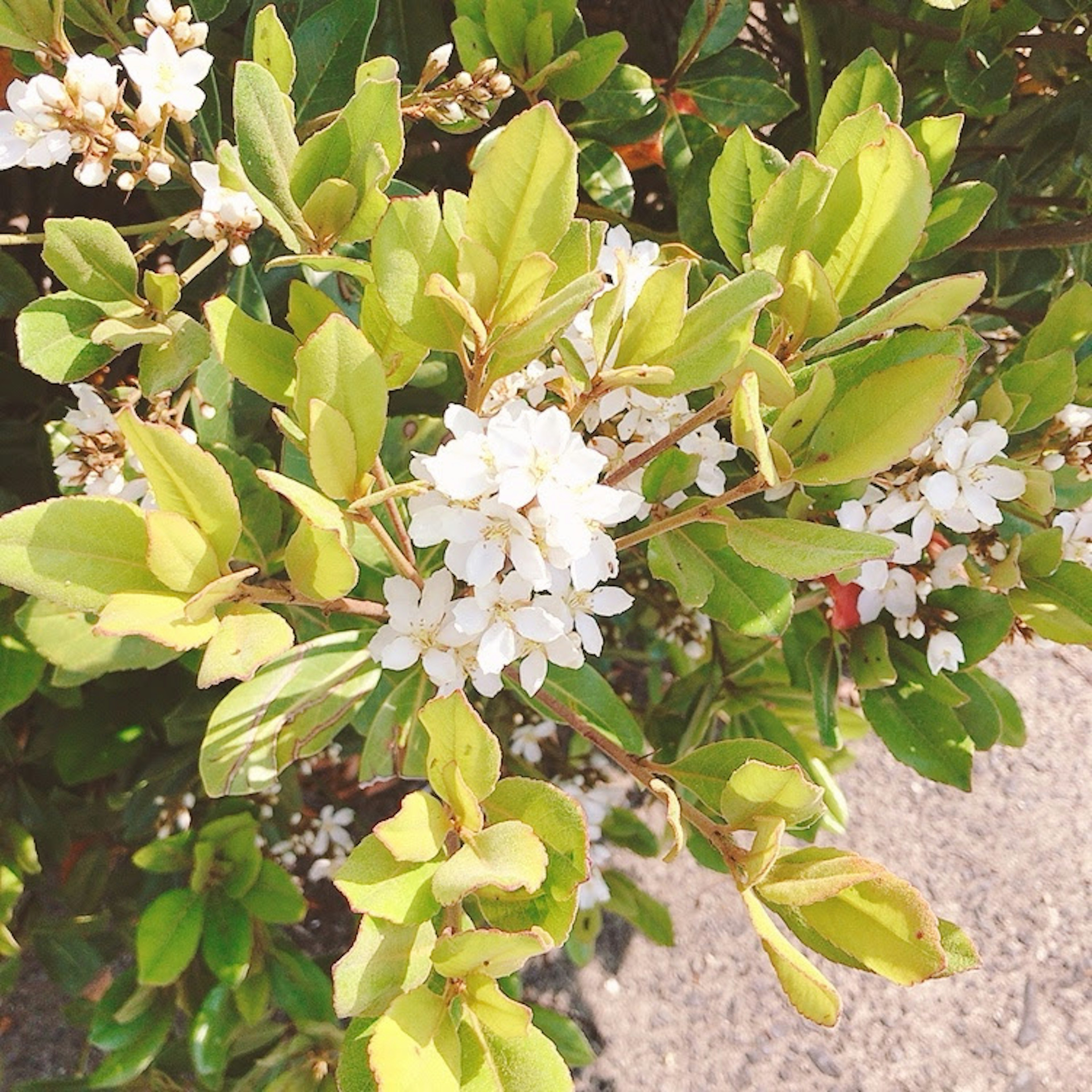 Primo piano di una pianta con fiori bianchi e foglie verdi