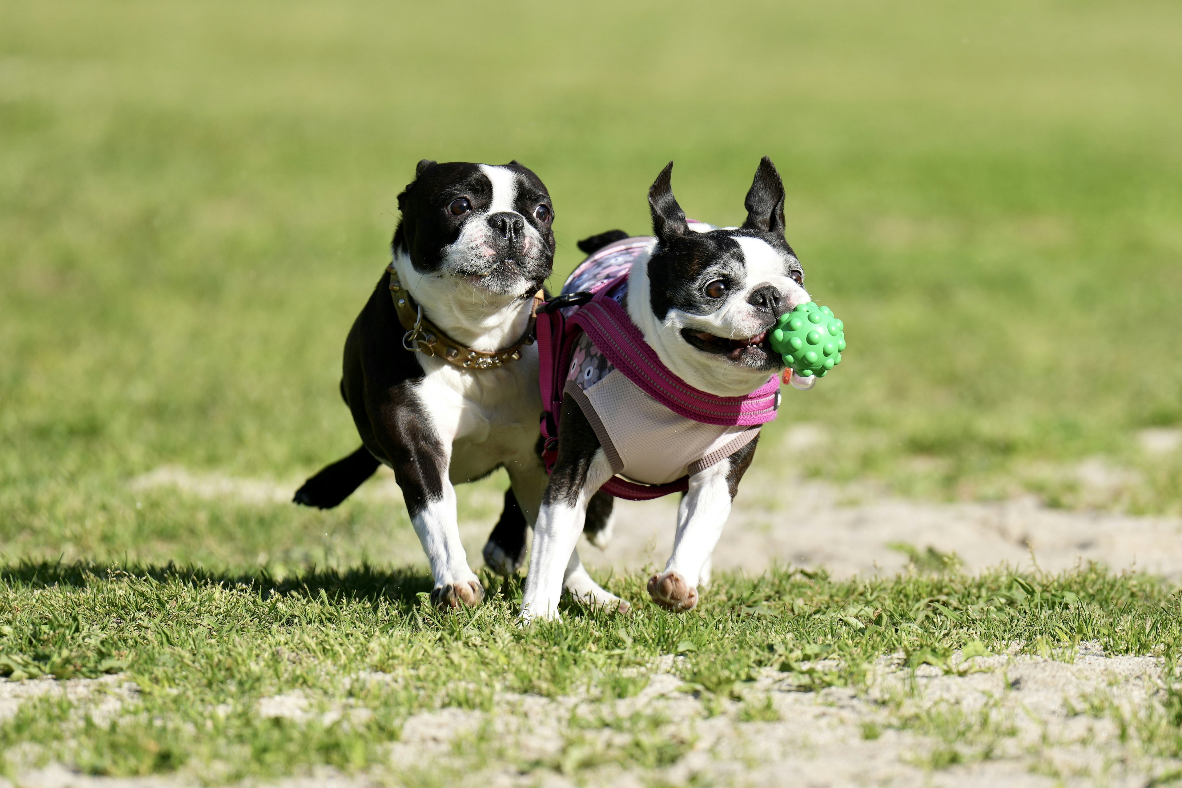 Zwei Boston Terrier spielen in einem Park mit einem grünen Ball