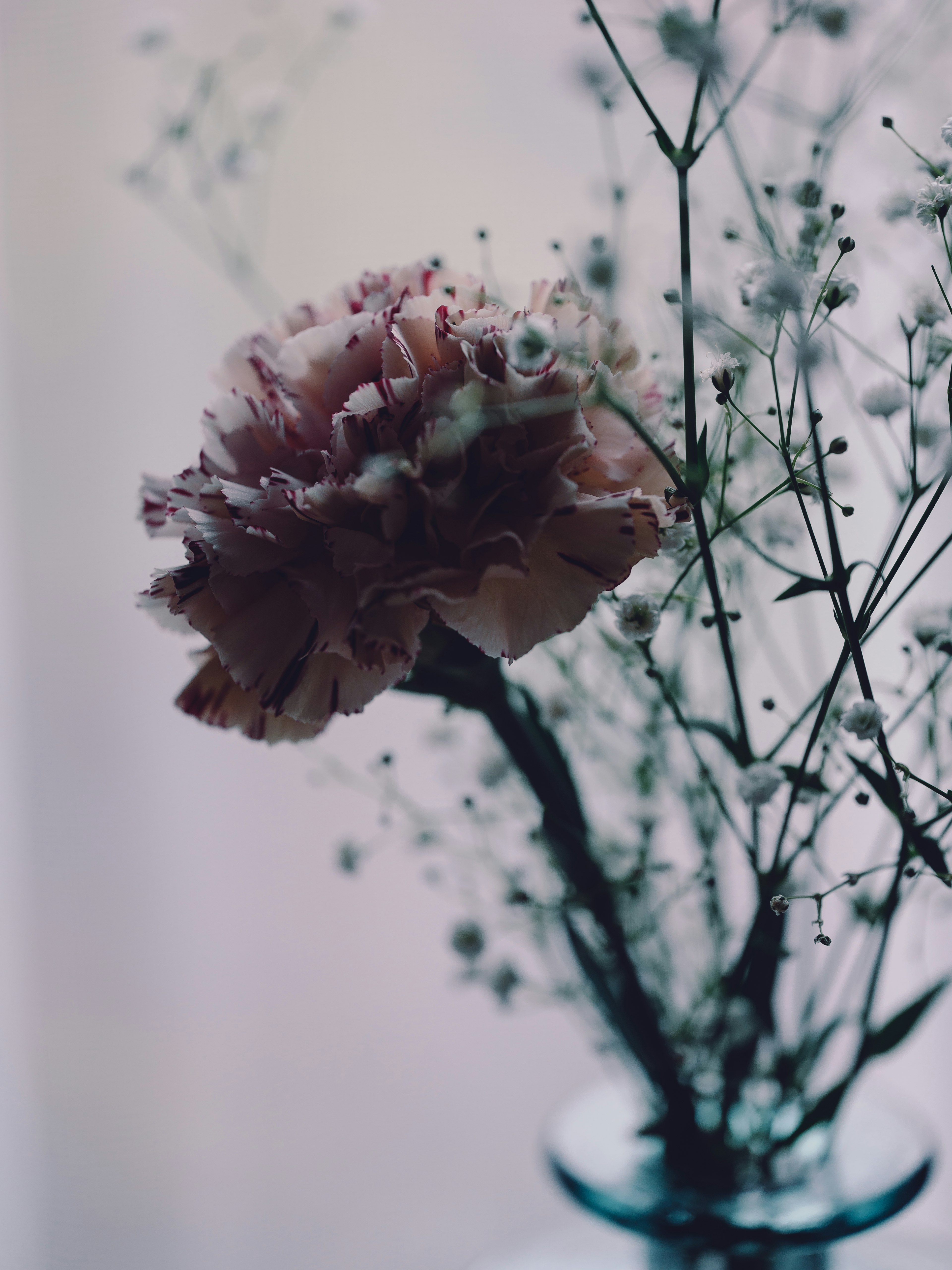 Eine blassrosa Nelke mit zarten weißen Blumen in einer Glasvase