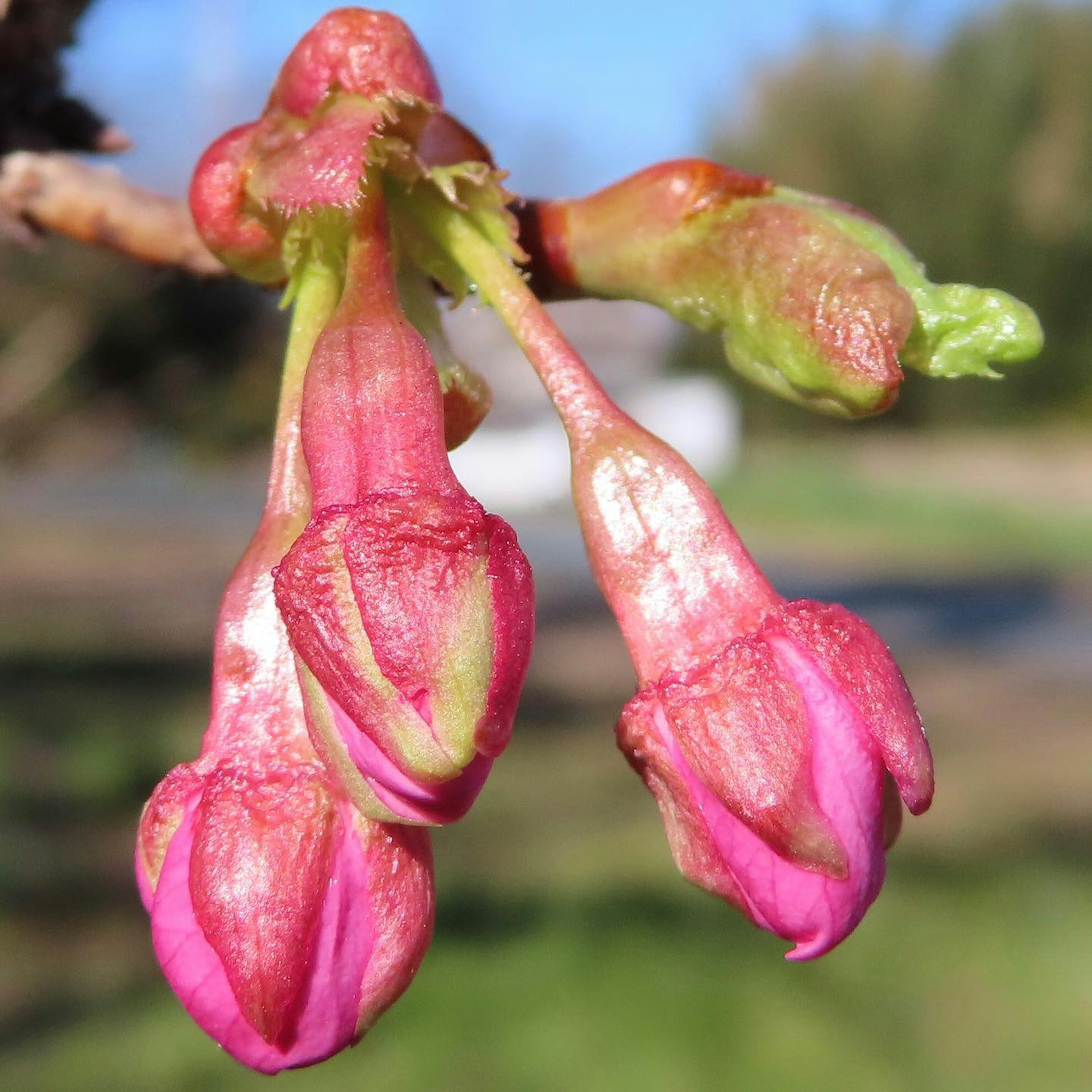 Cherry blossom buds in vibrant pink clustered together in a spring setting