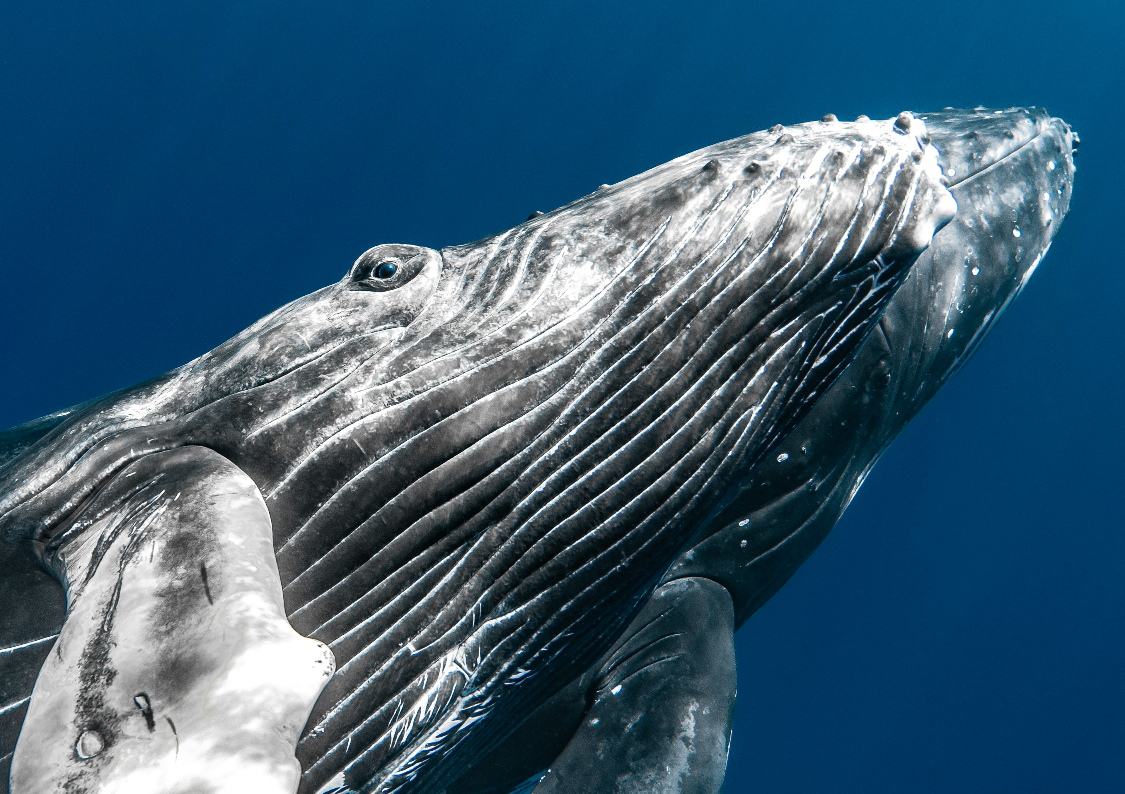 Primo piano di una balena gobba che nuota nell'oceano blu