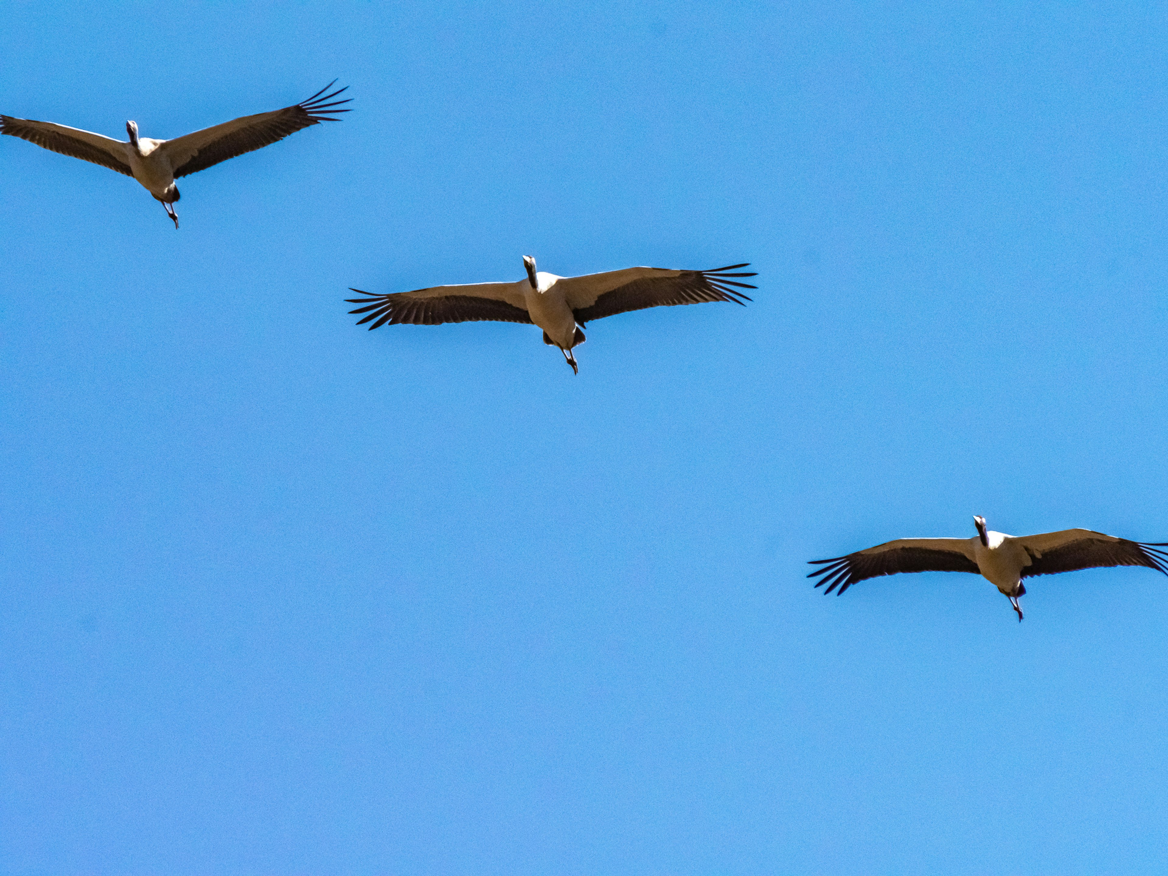 Three cranes flying against a blue sky