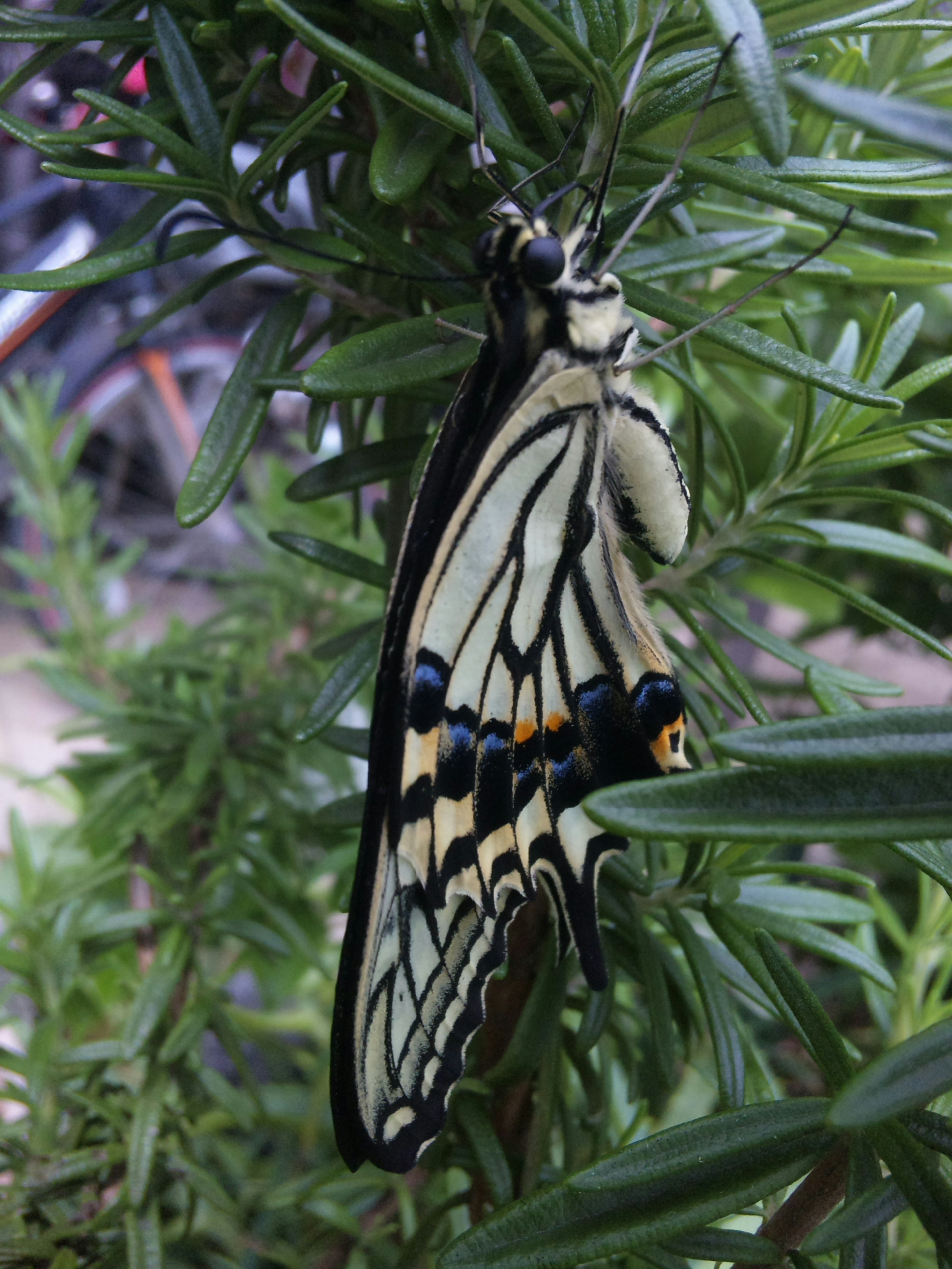 Beautiful butterfly resting on green leaves