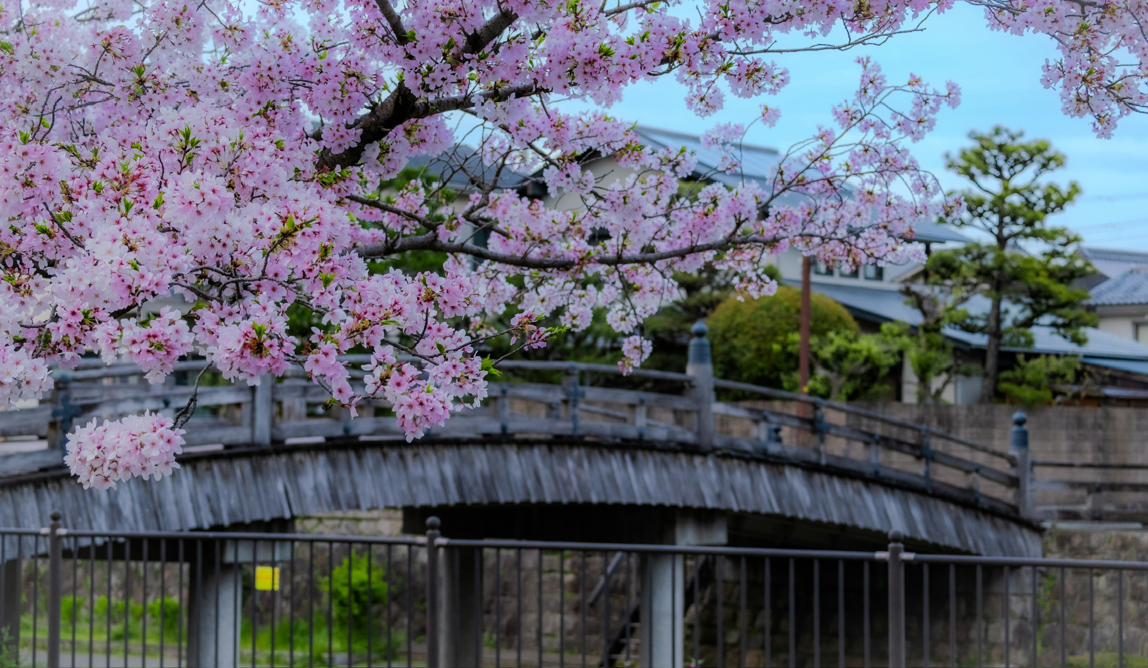 Pohon sakura di atas jembatan kayu dengan latar belakang yang tenang