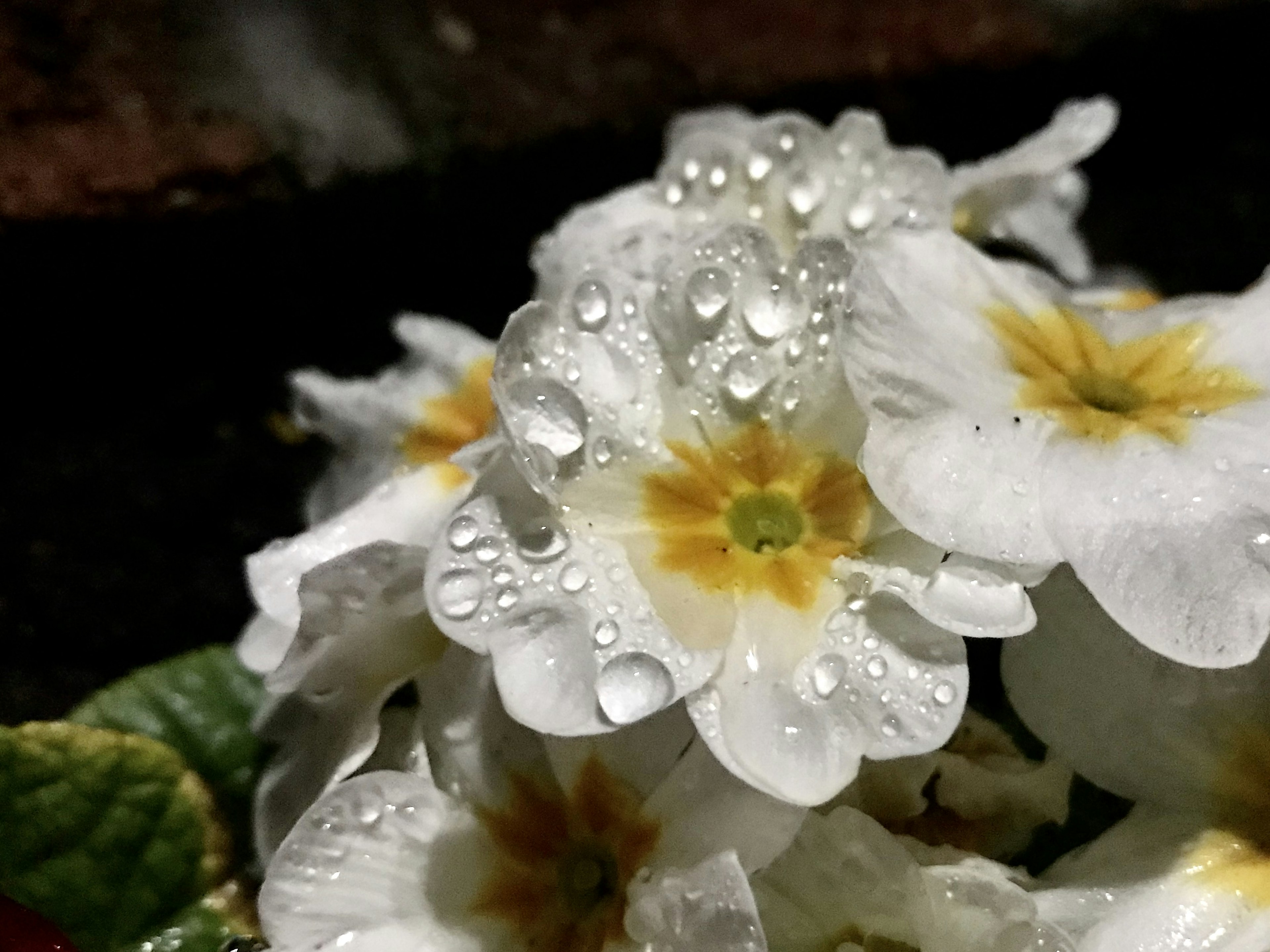 水滴が付いた白い花と黄色い中心が特徴の植物