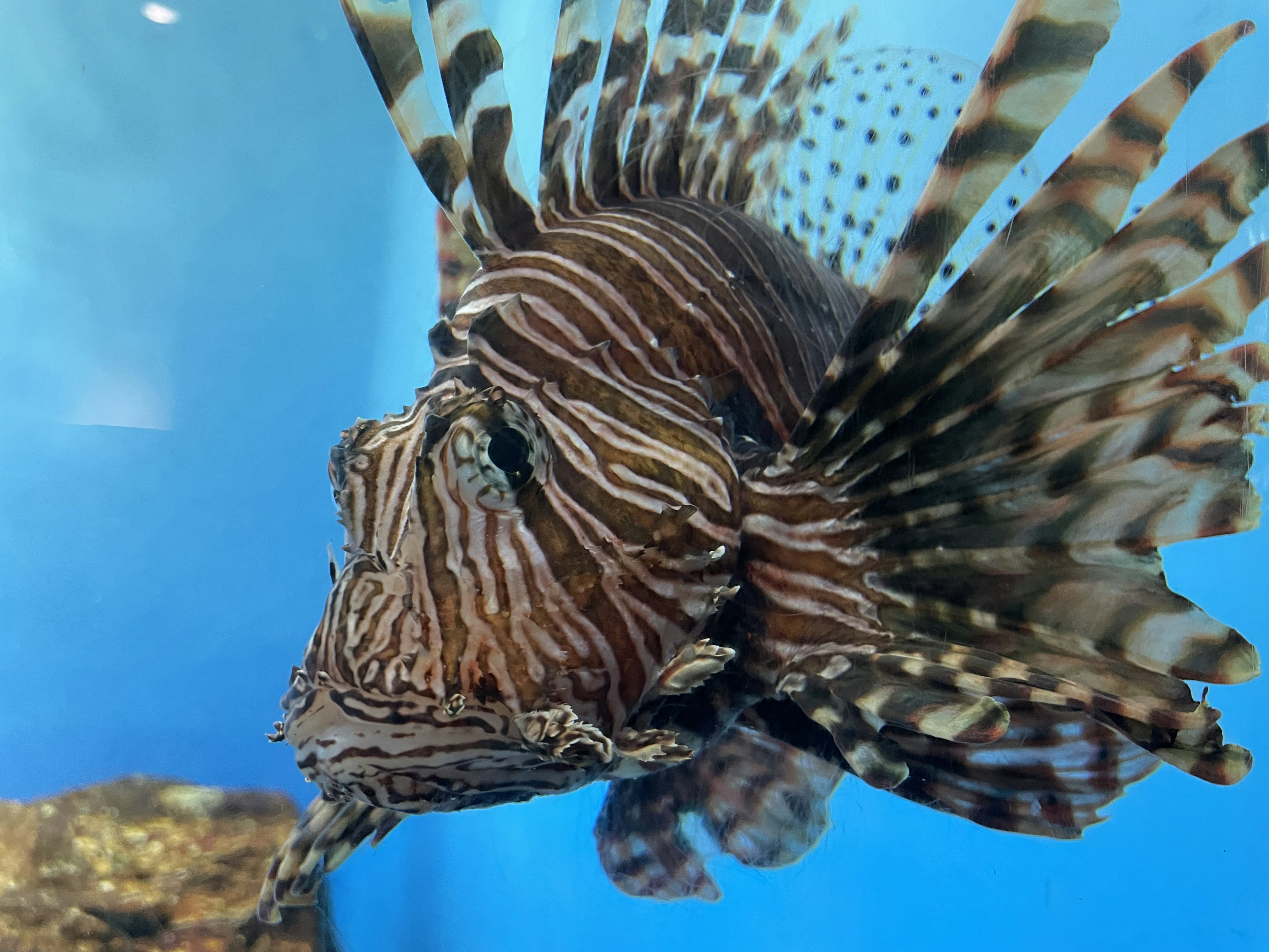 Close-up ikan lionfish berenang di akuarium biru cerah