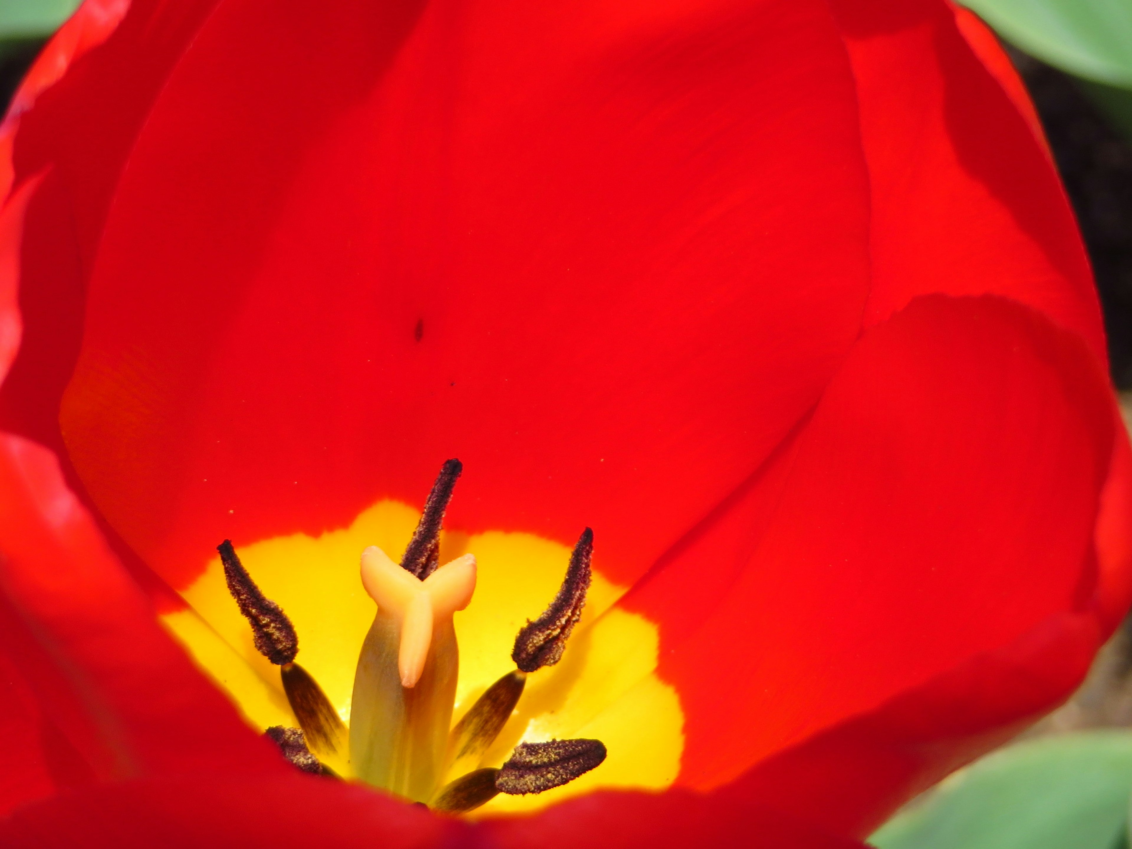 Nahaufnahme einer roten Tulpenblüte mit gelbem Stempel und Staubblättern