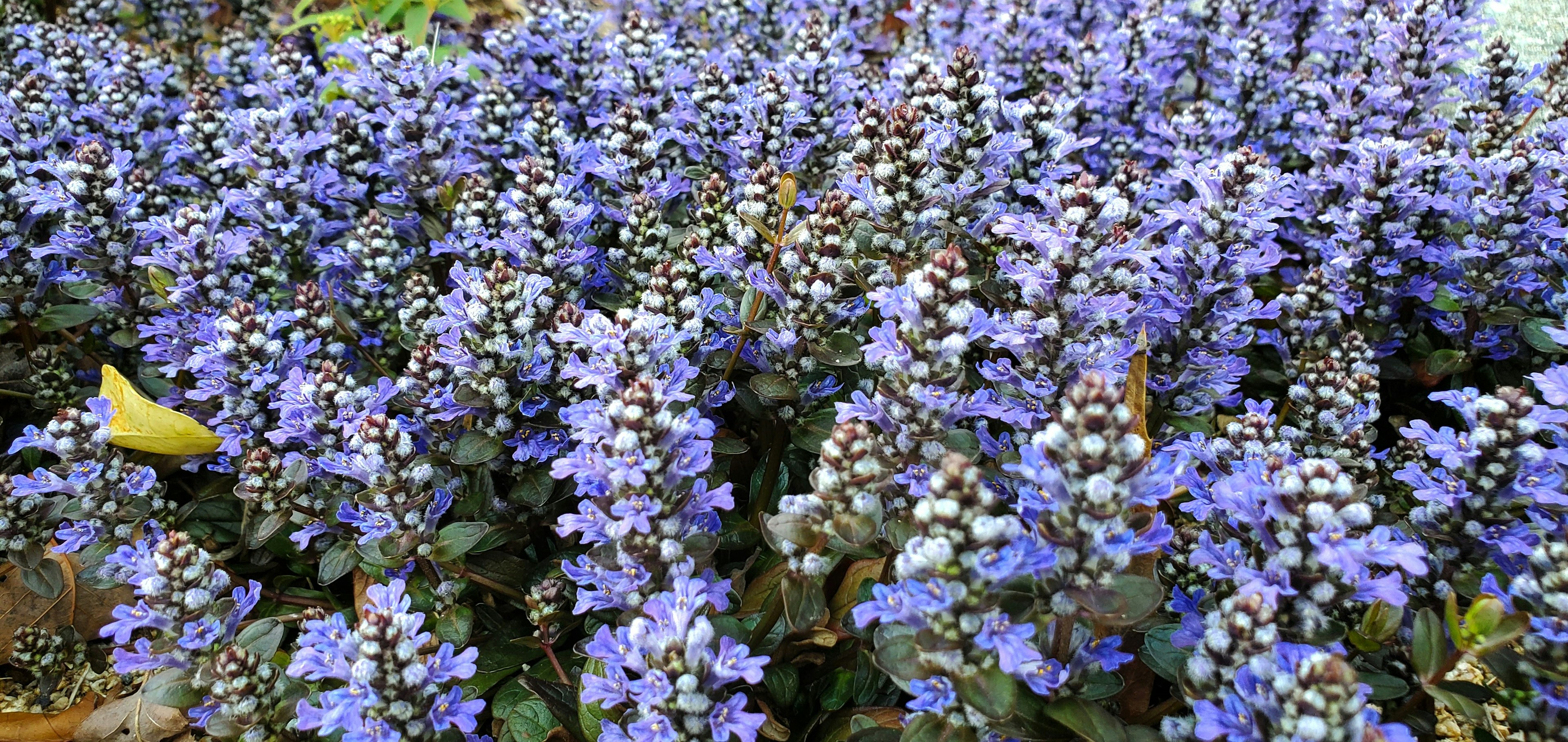 青い花が咲く緑の植物の群生