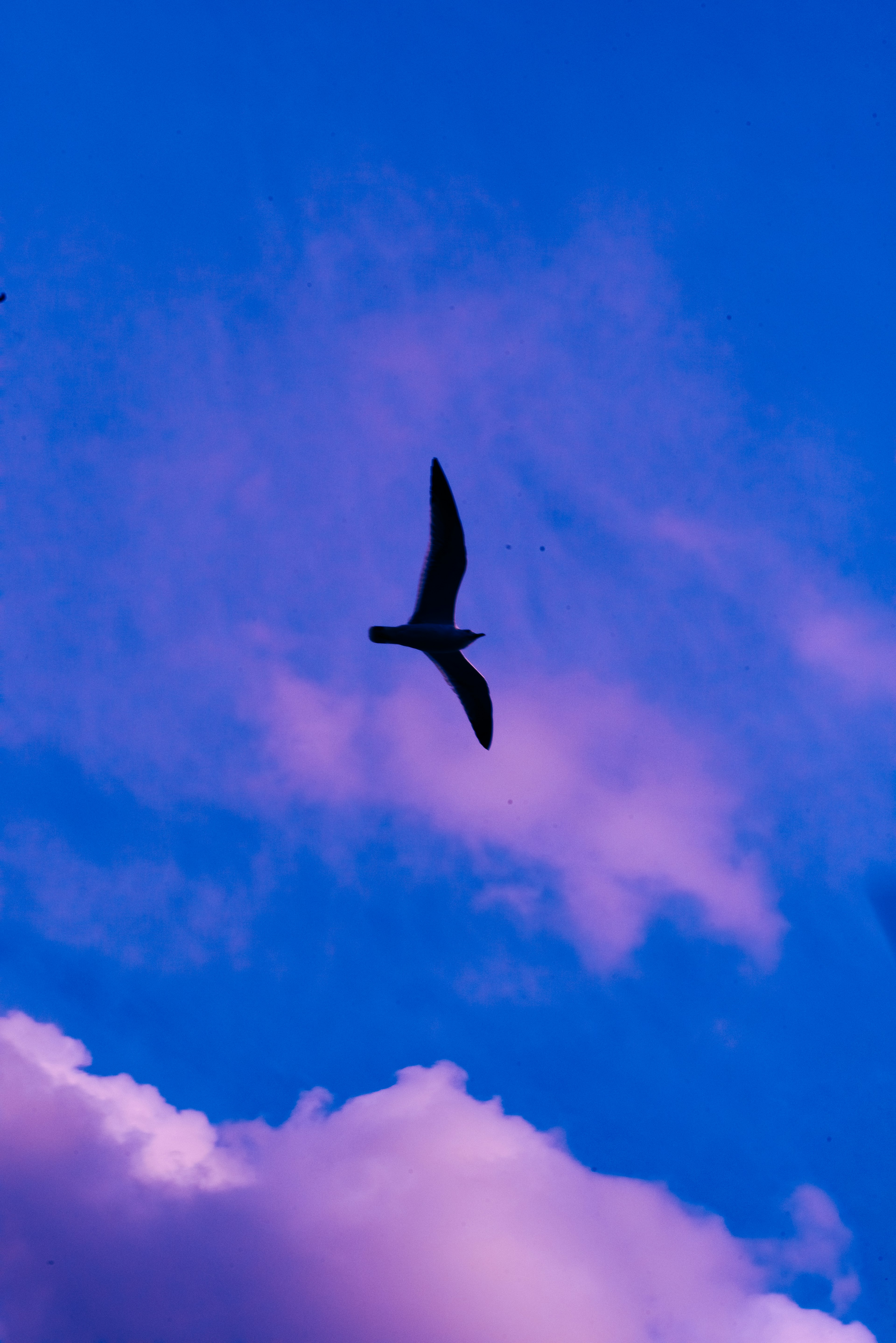 Pájaro volando contra un cielo azul y morado