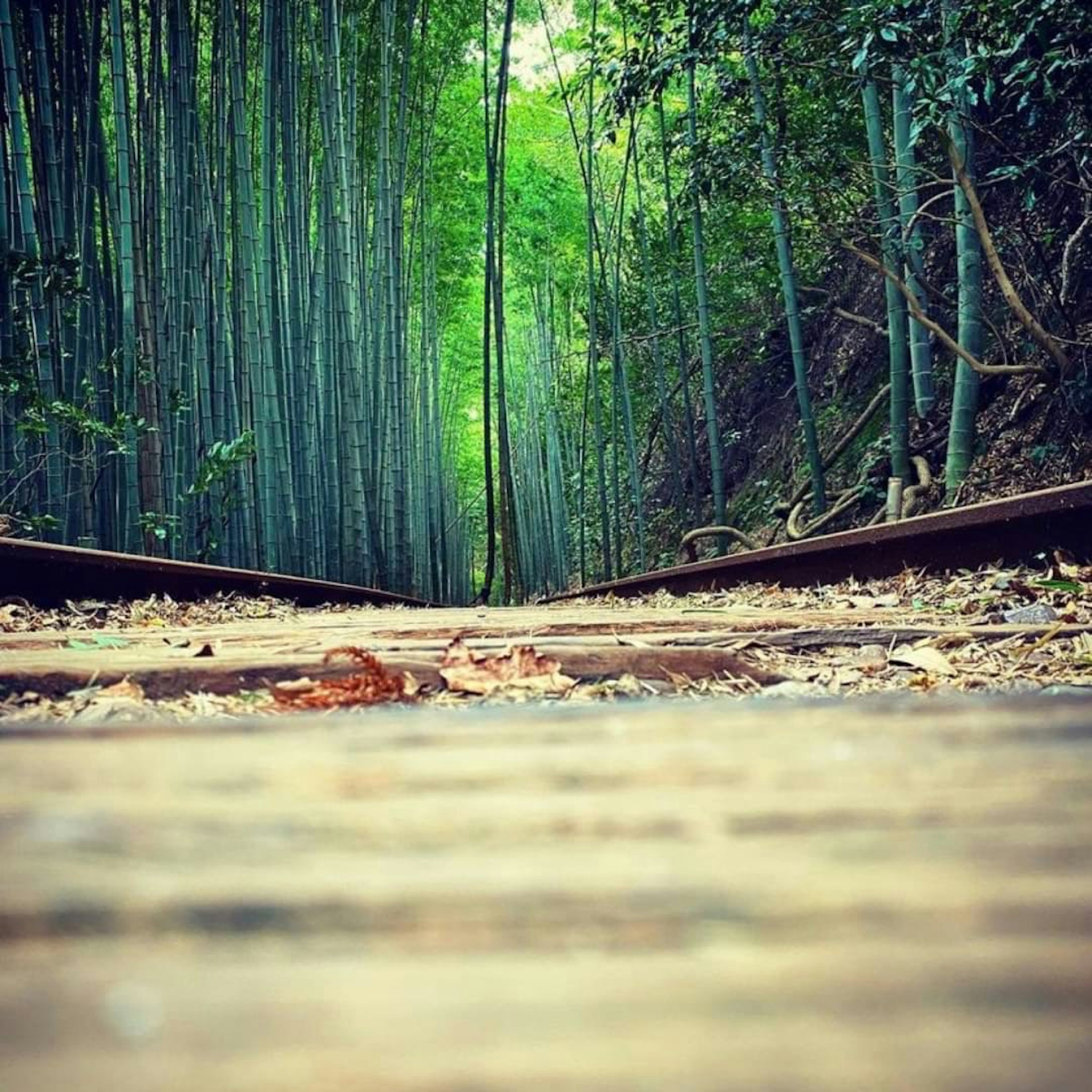 A scenic view of railway tracks surrounded by bamboo forest