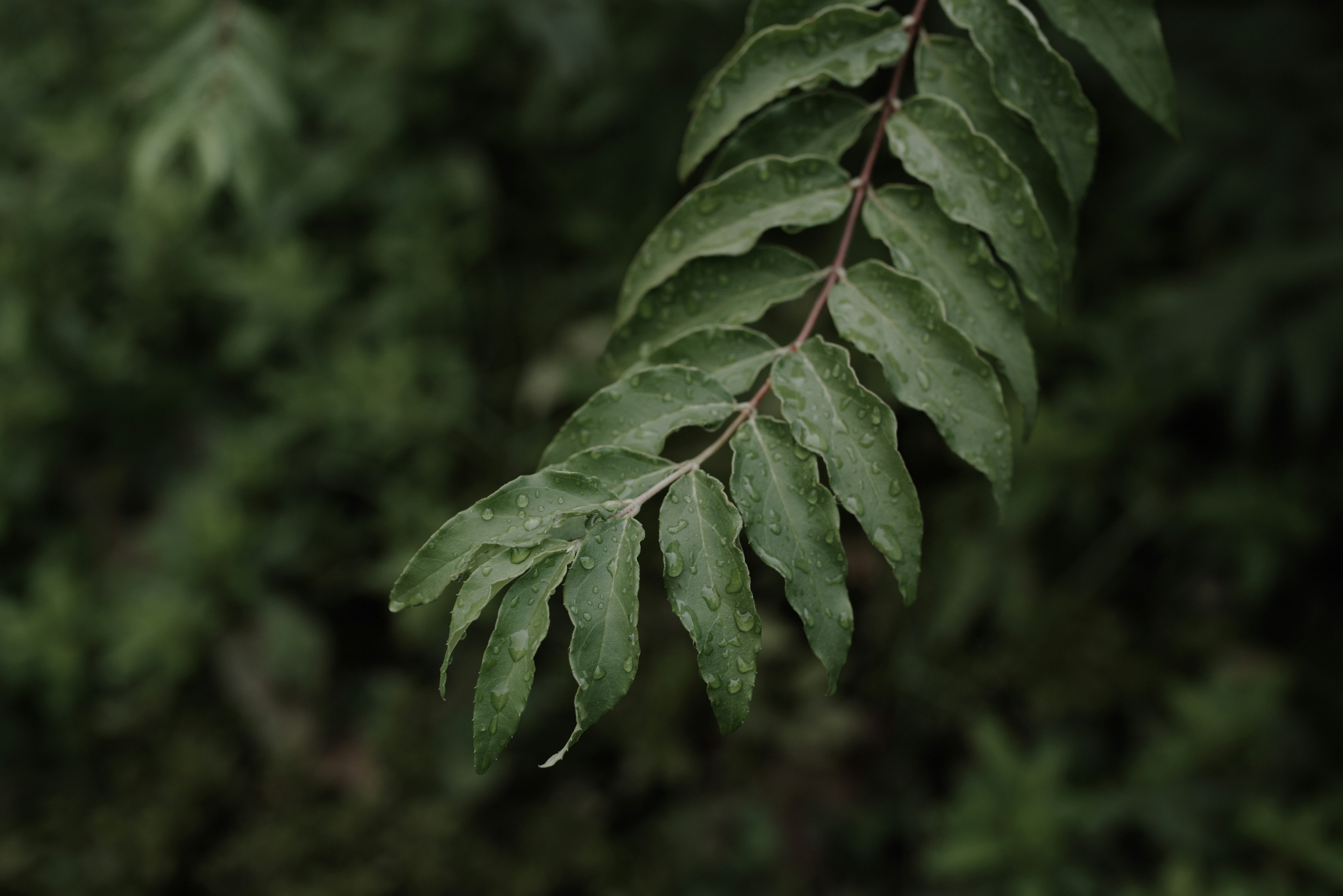 Primo piano di una foglia verde con gocce d'acqua