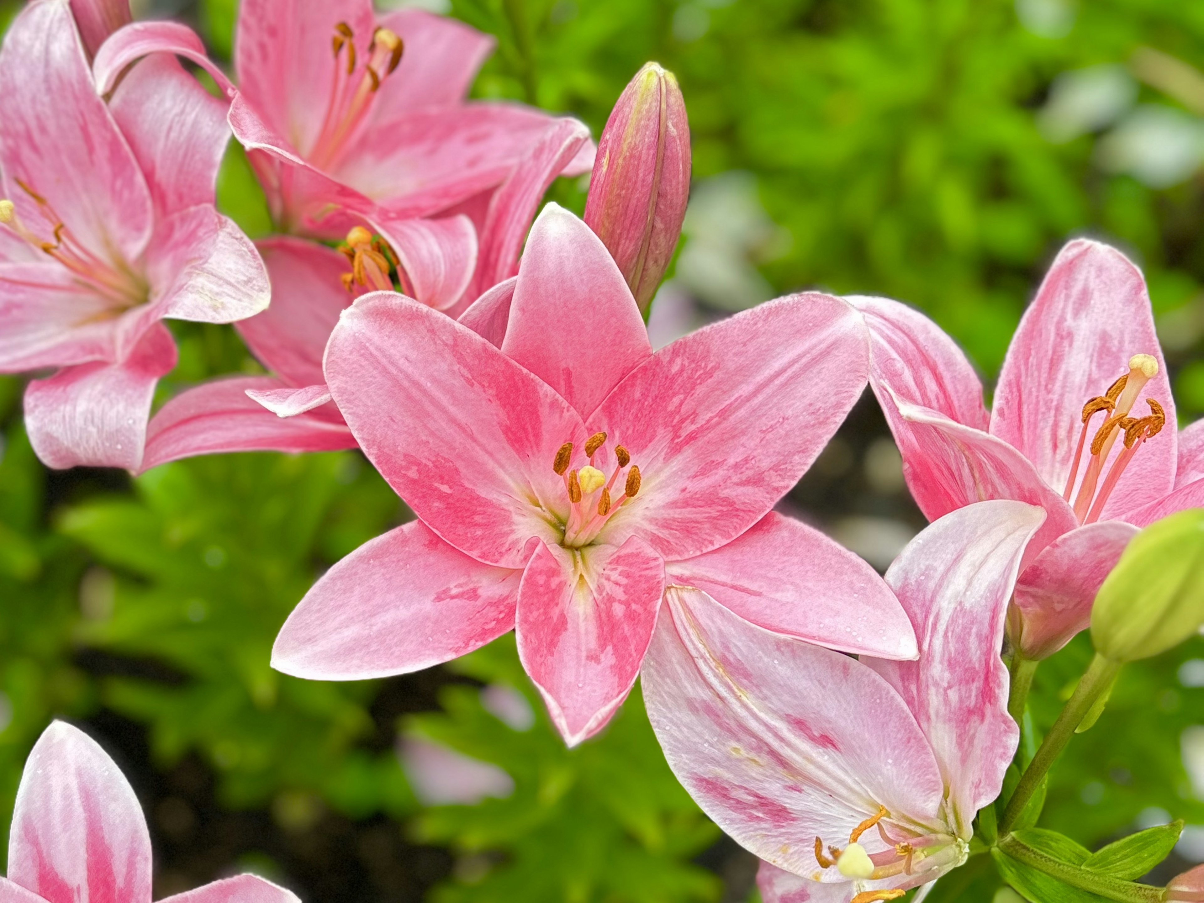 鮮やかなピンクのユリの花々が緑の葉に囲まれて咲いている