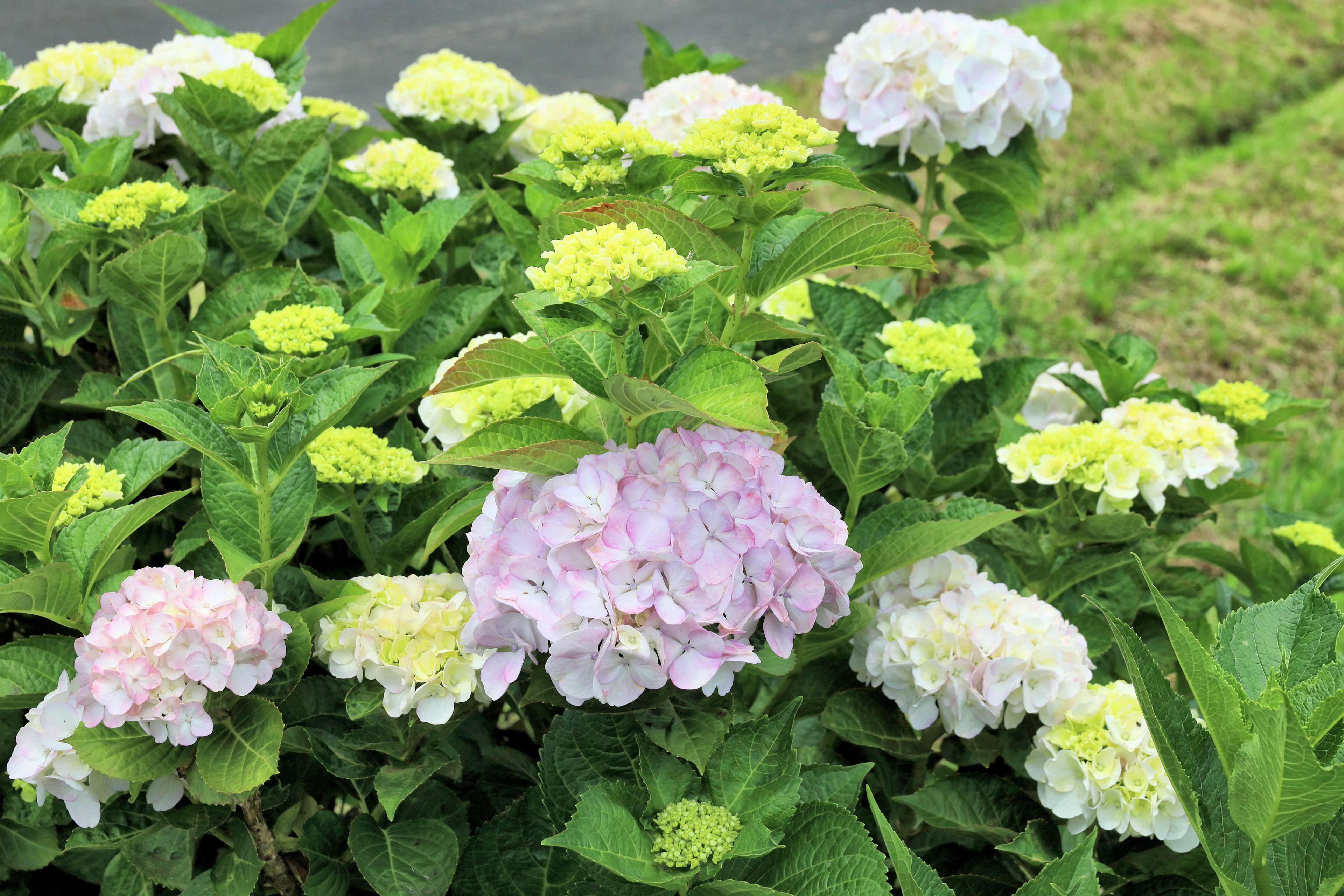 色とりどりのアジサイの花が咲く緑の庭