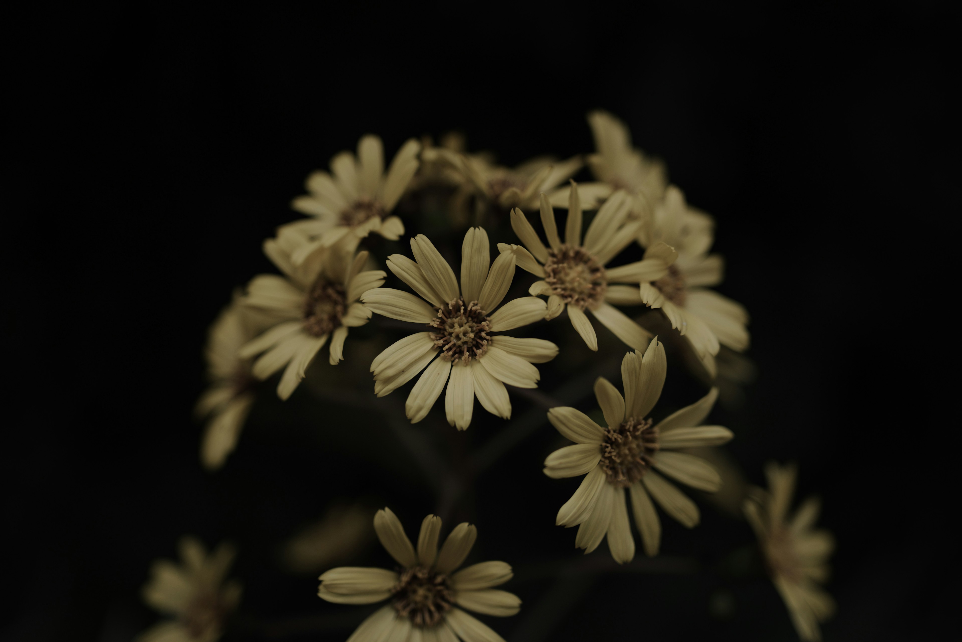 Close-up of white flowers blooming against a dark background