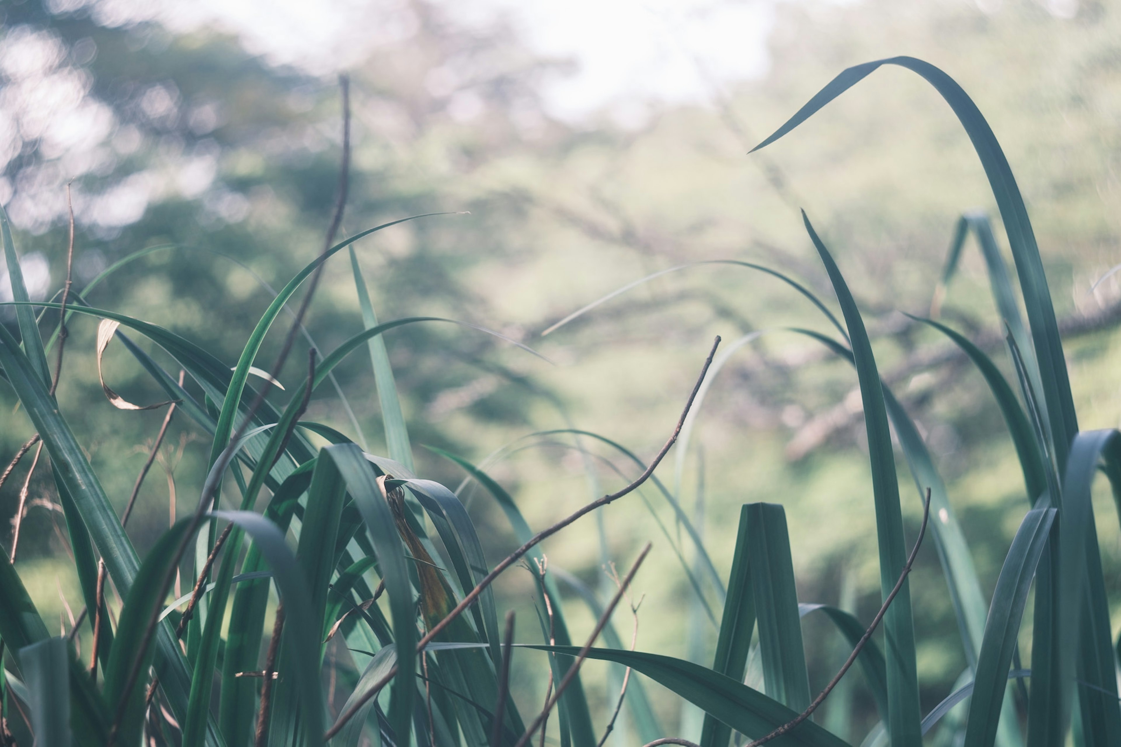 Gros plan sur de l'herbe verte luxuriante avec un arrière-plan flou