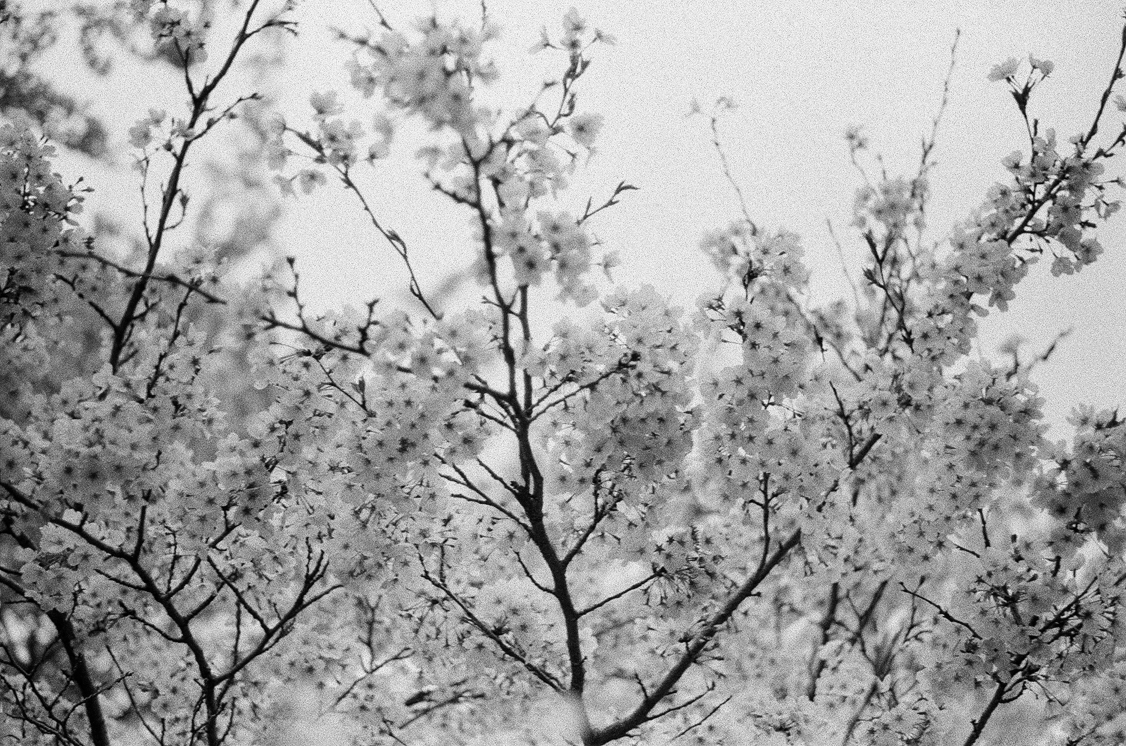 Black and white image of cherry blossom branches and petals