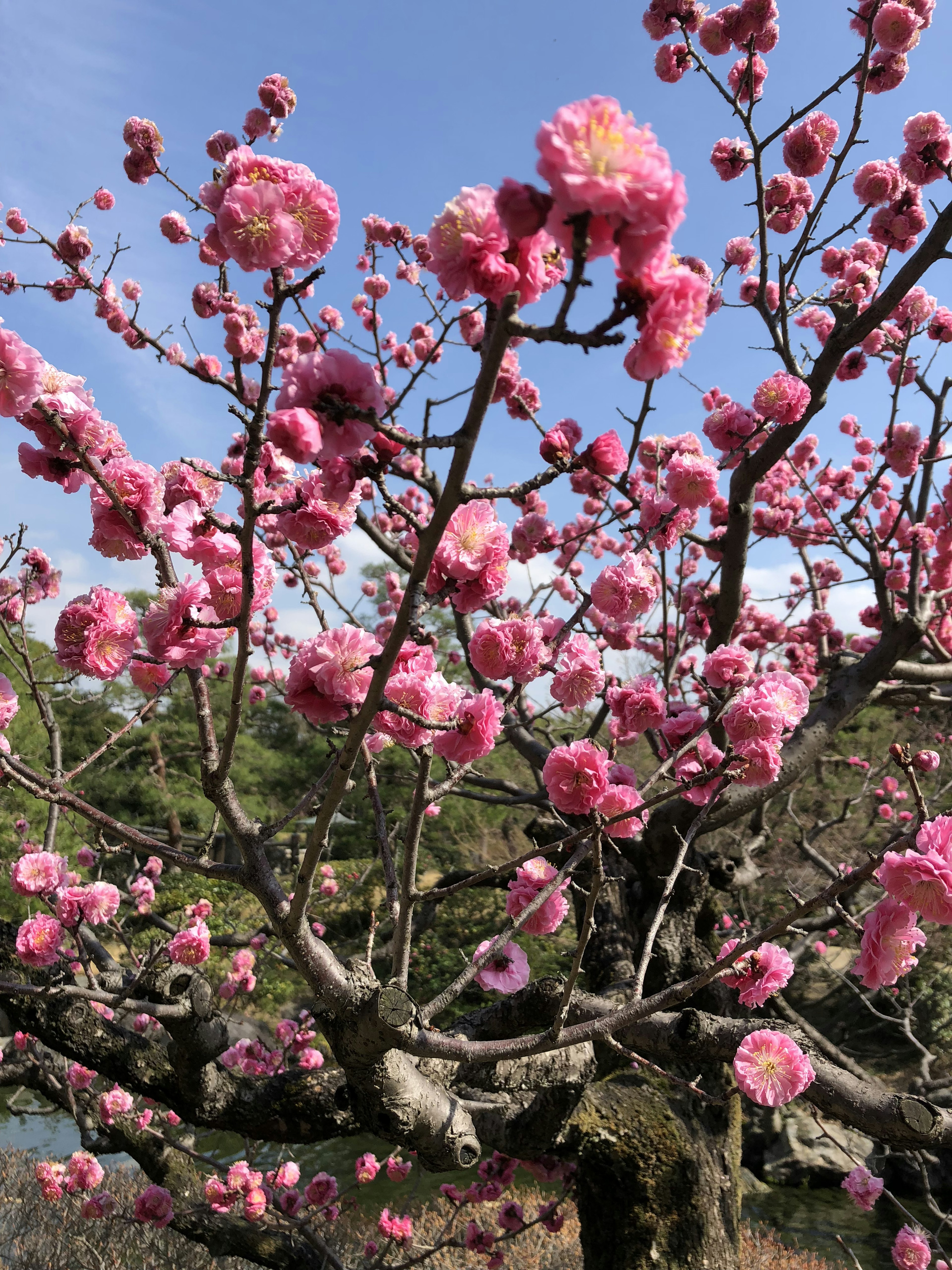 A beautiful plum tree with blooming pink flowers