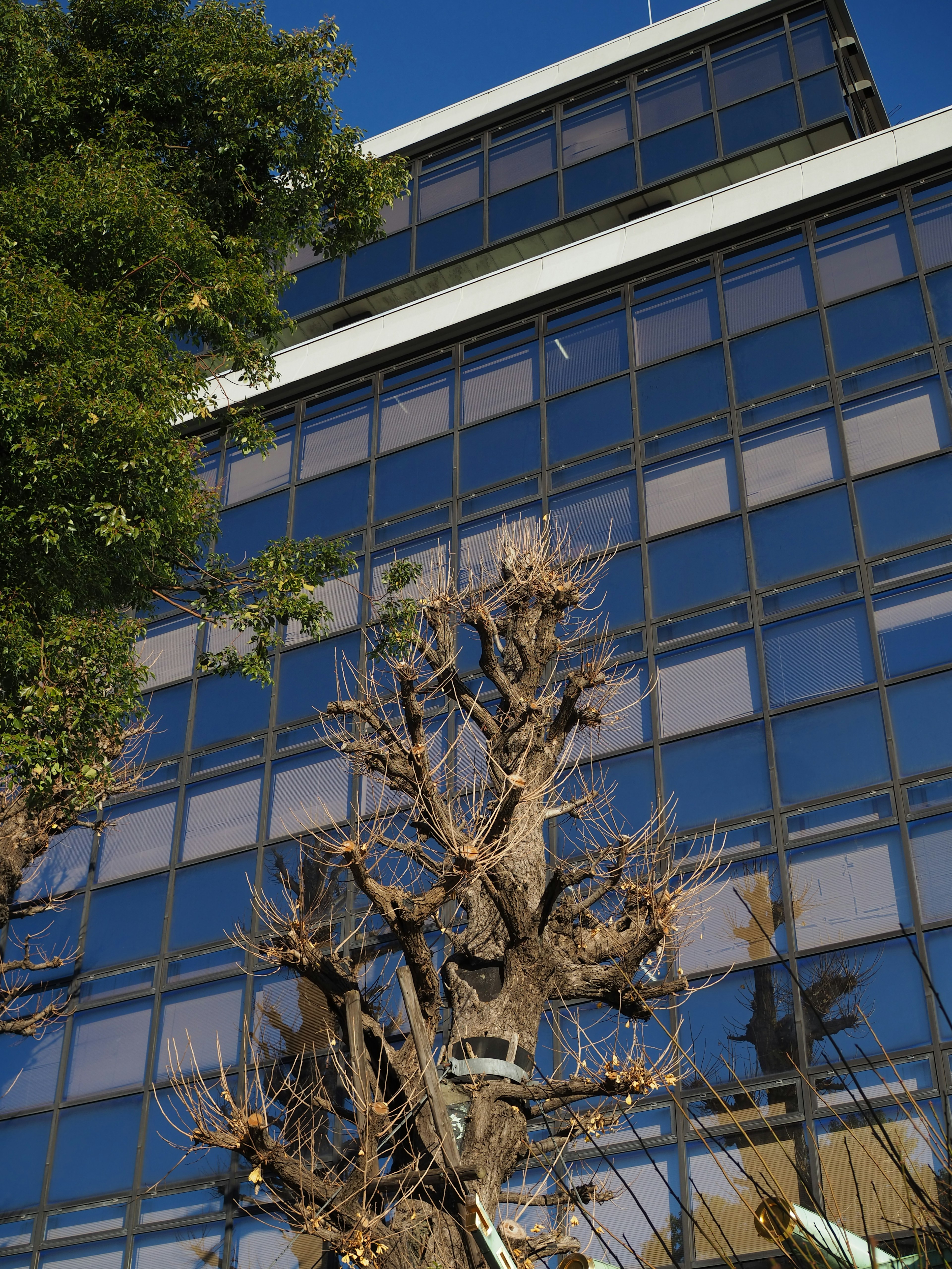 Contraste entre las ventanas de vidrio de un edificio y un árbol seco