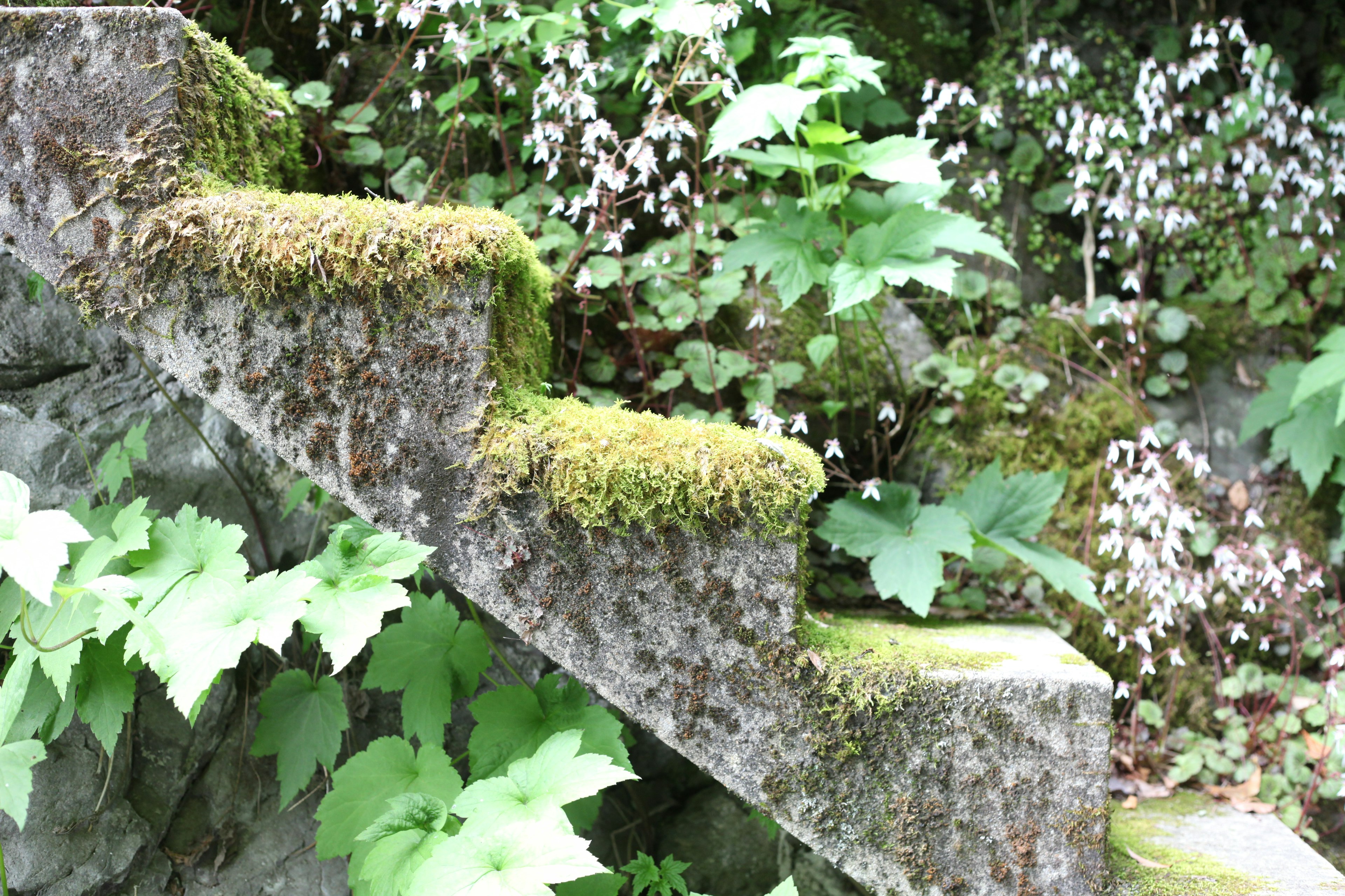 苔むした階段と緑の植物が囲む風景