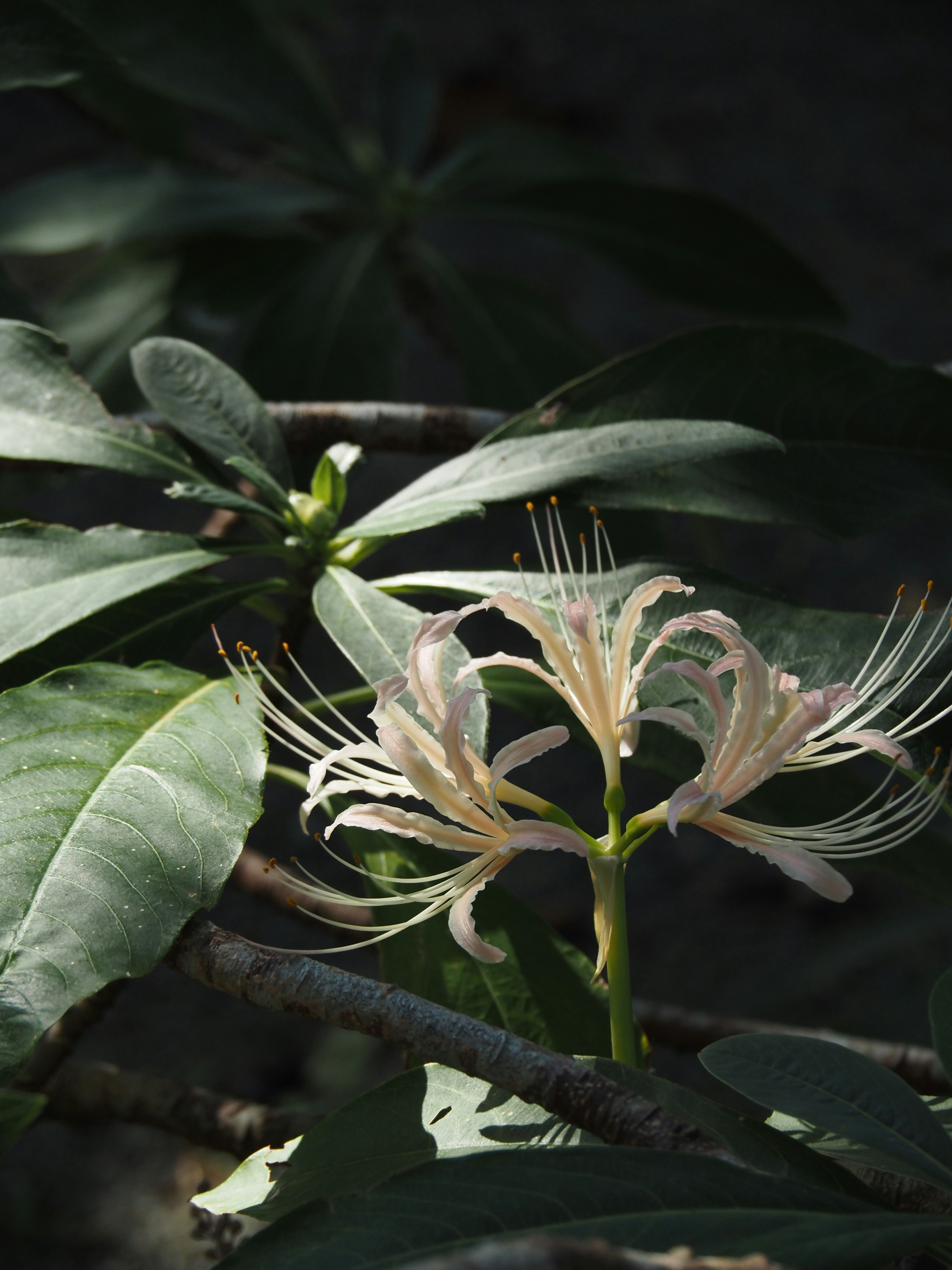 Close-up of a delicate light-colored flower surrounded by lush green leaves