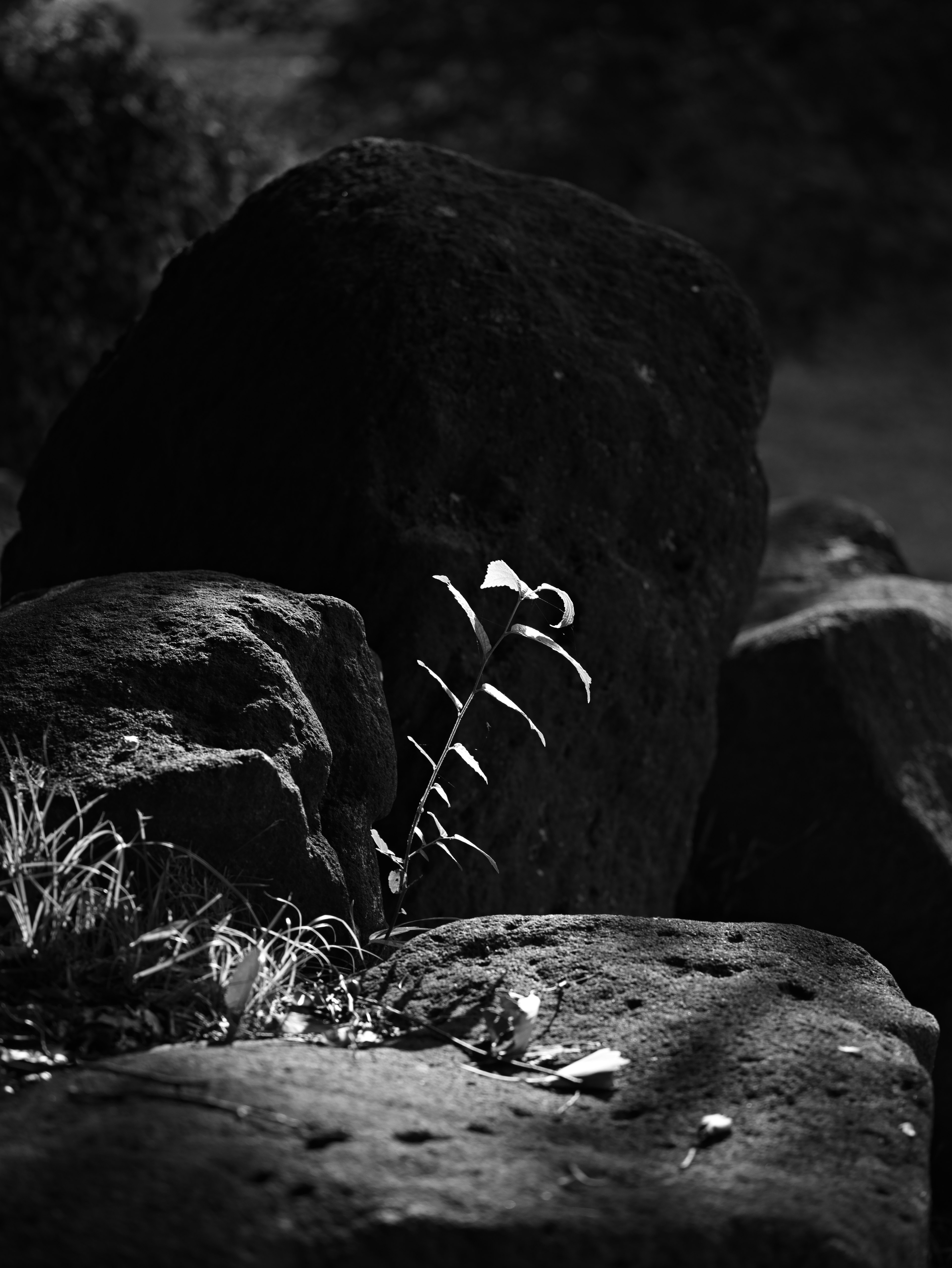 Contrast of a white plant growing on a rock against a dark background