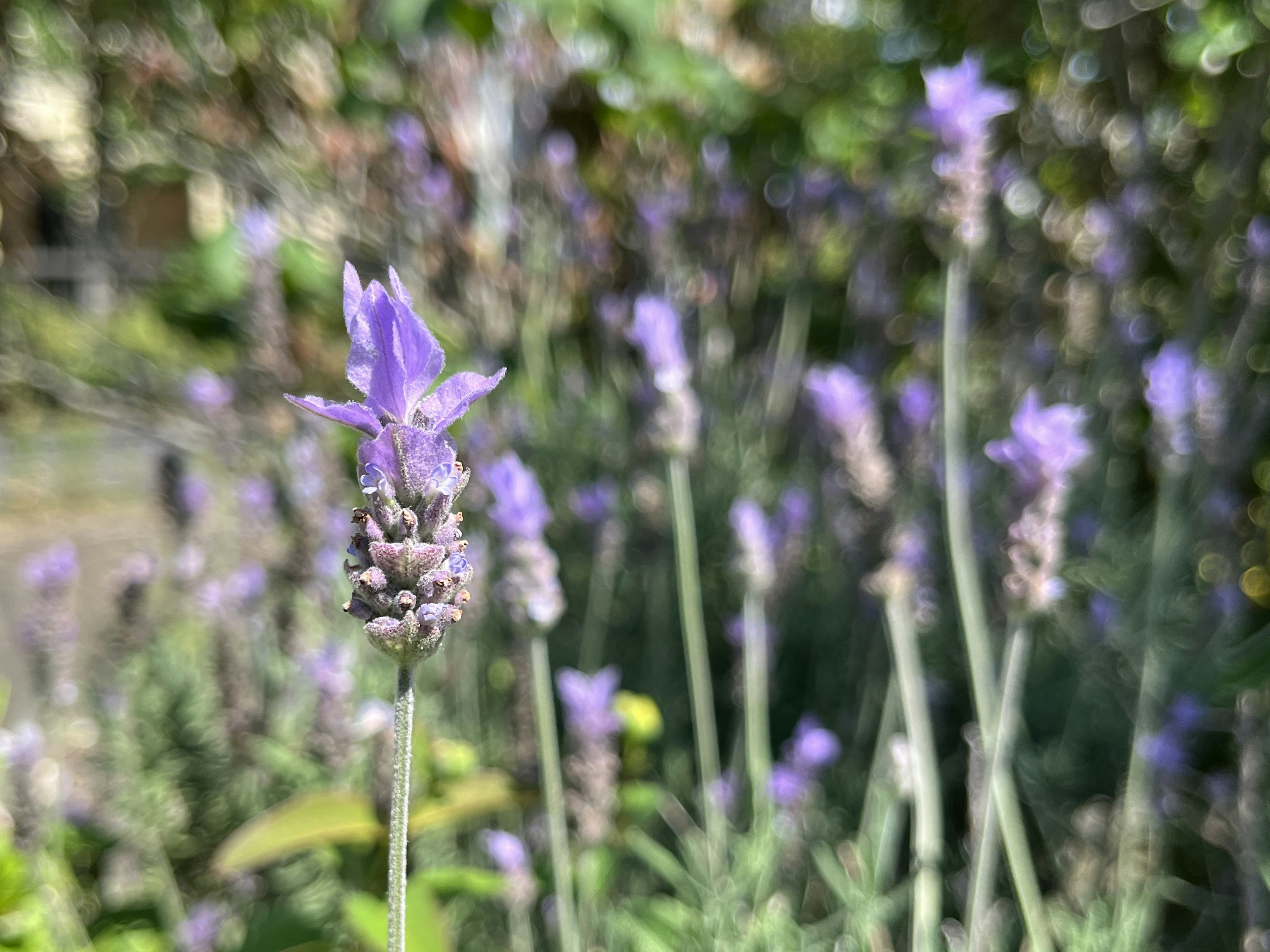 Lavender flowers blooming in a garden with soft purple hues