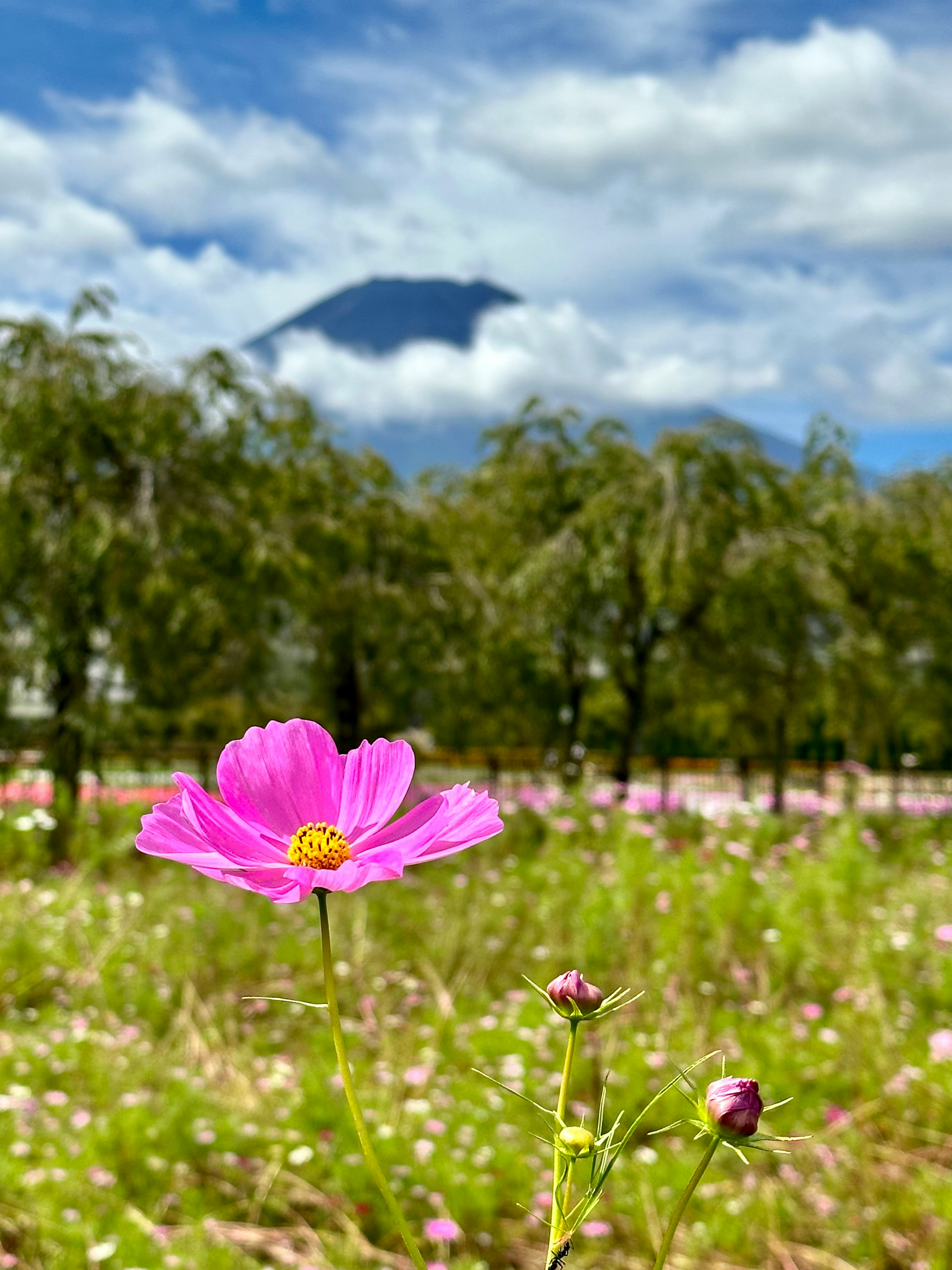 コスモスの花と背景に山と青空の風景