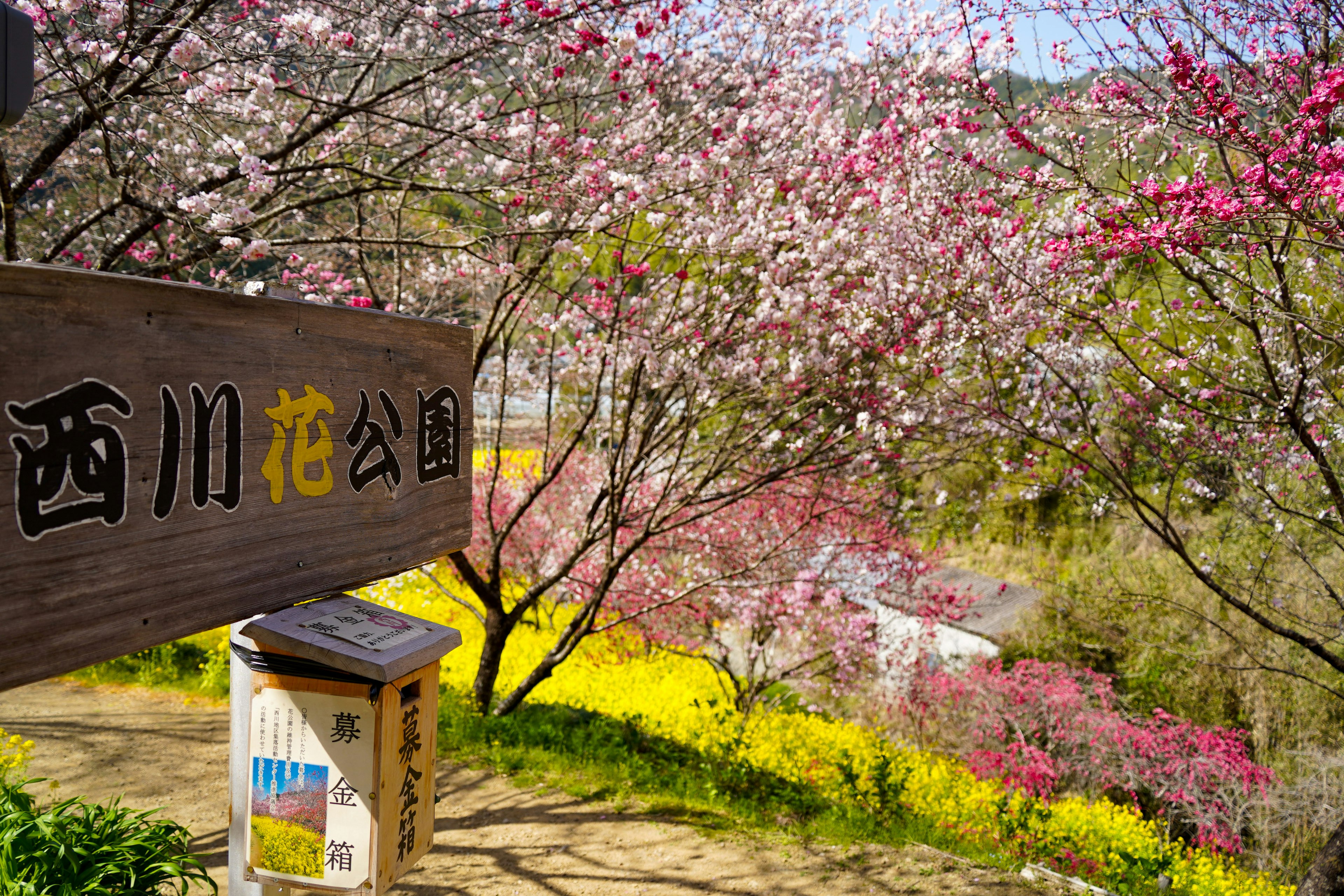 Sign of Nishikawa Flower Park with blooming cherry trees