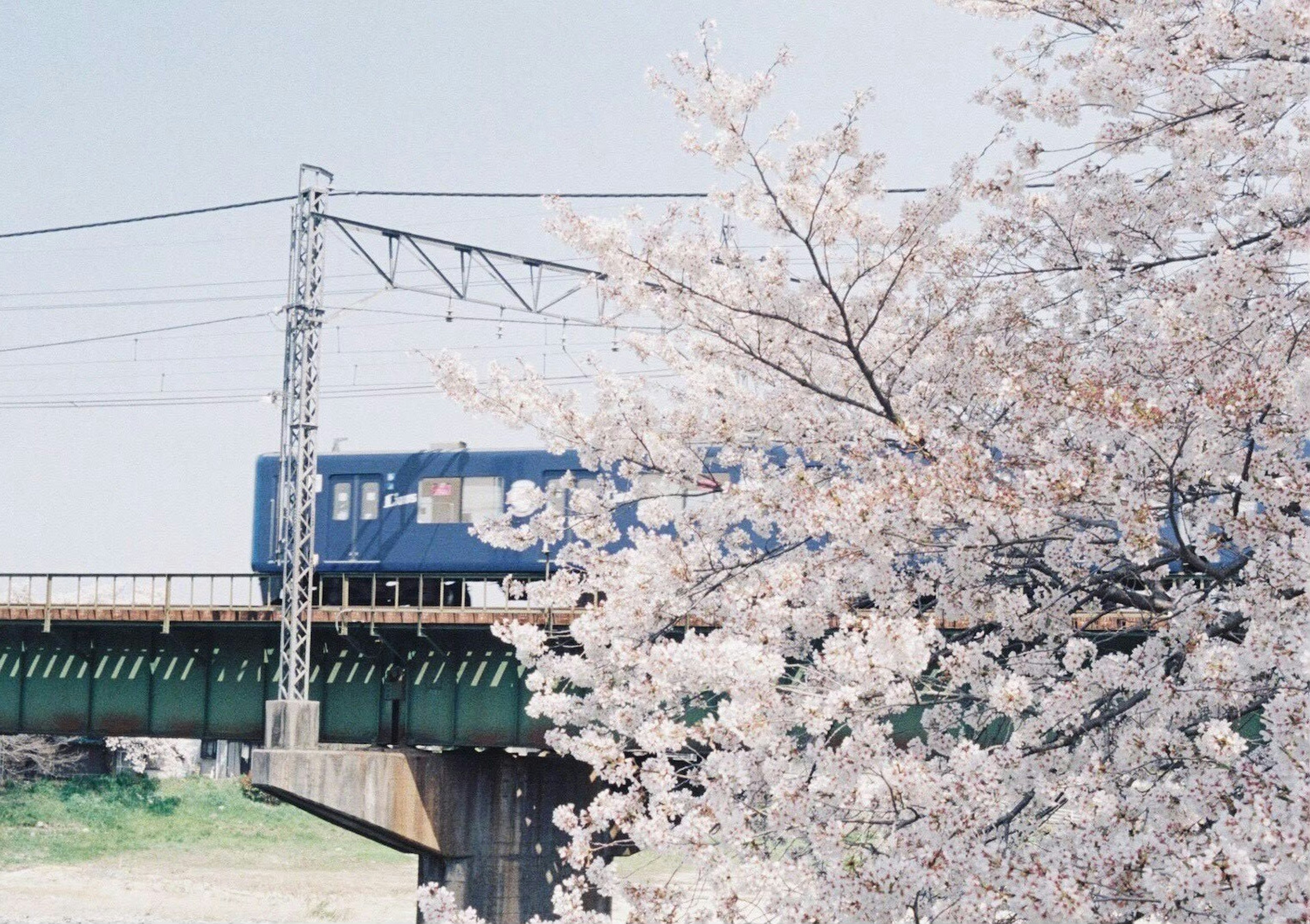 Blue train passing by cherry blossom trees and a bridge