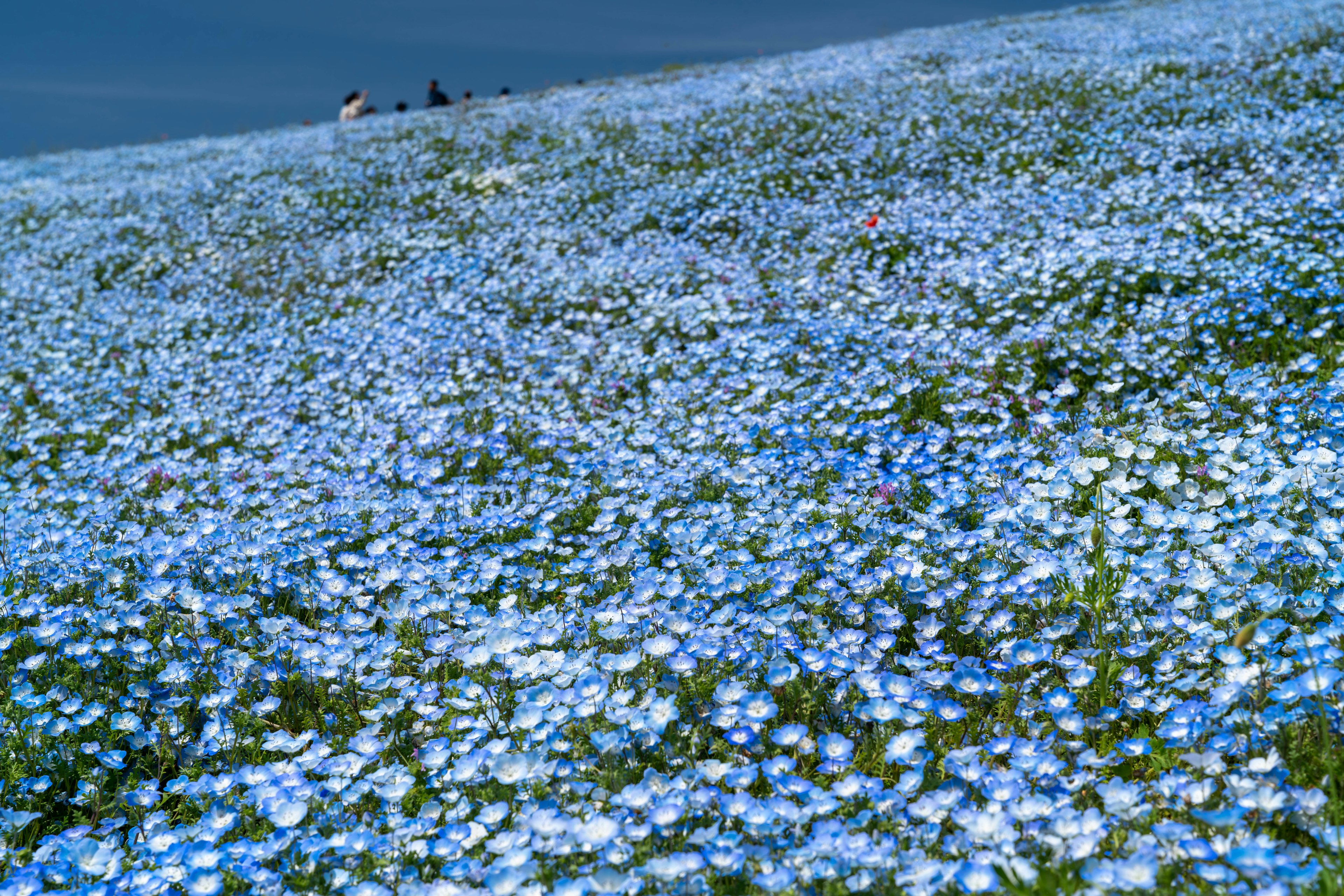 Weites Feld blauer Blumen unter einem klaren Himmel