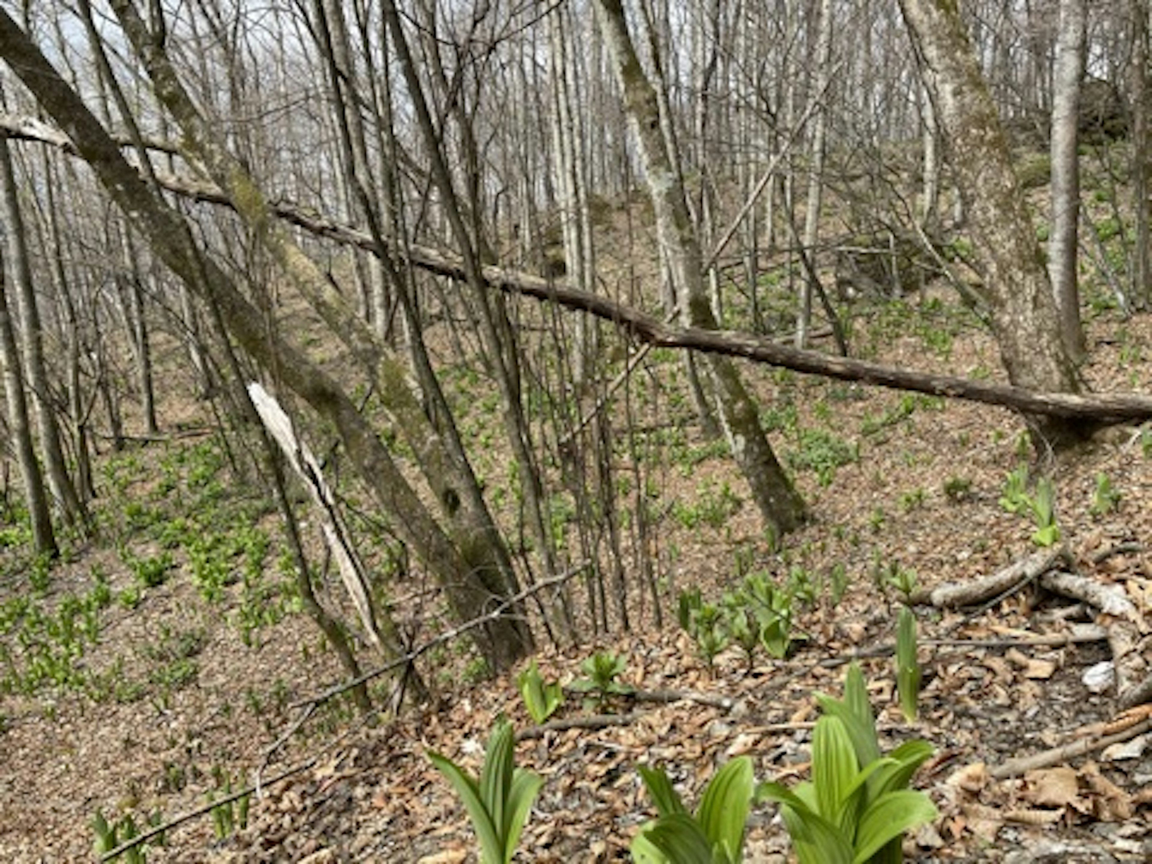 Forest landscape with bare trees and emerging green plants