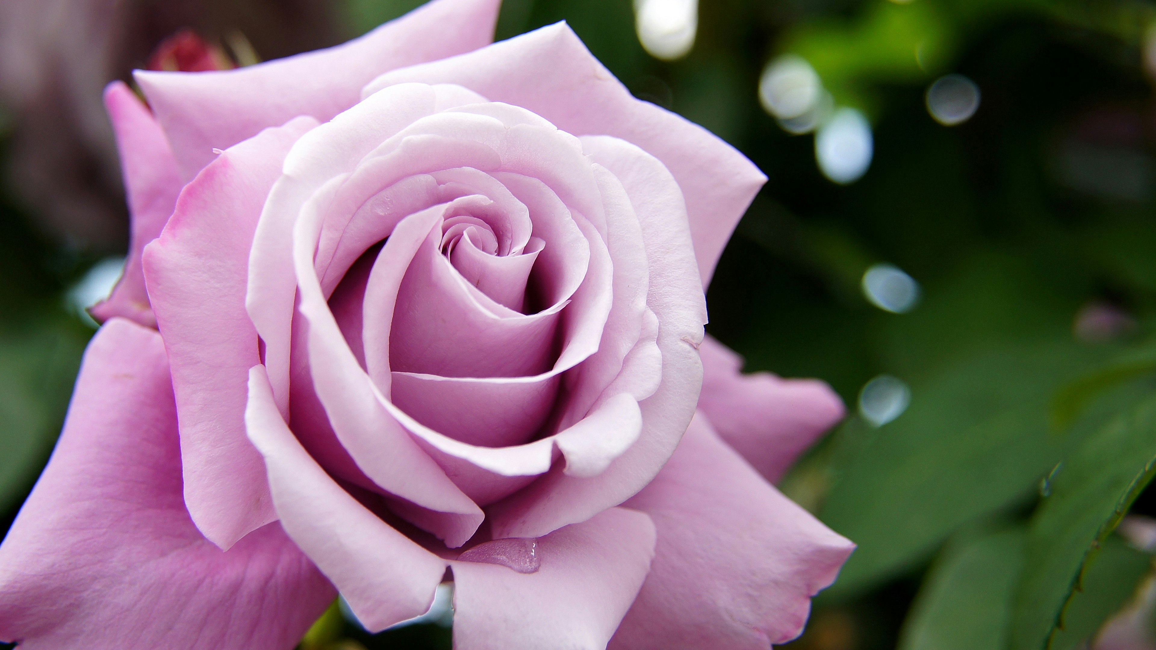 Una hermosa rosa de color púrpura claro rodeada de hojas verdes