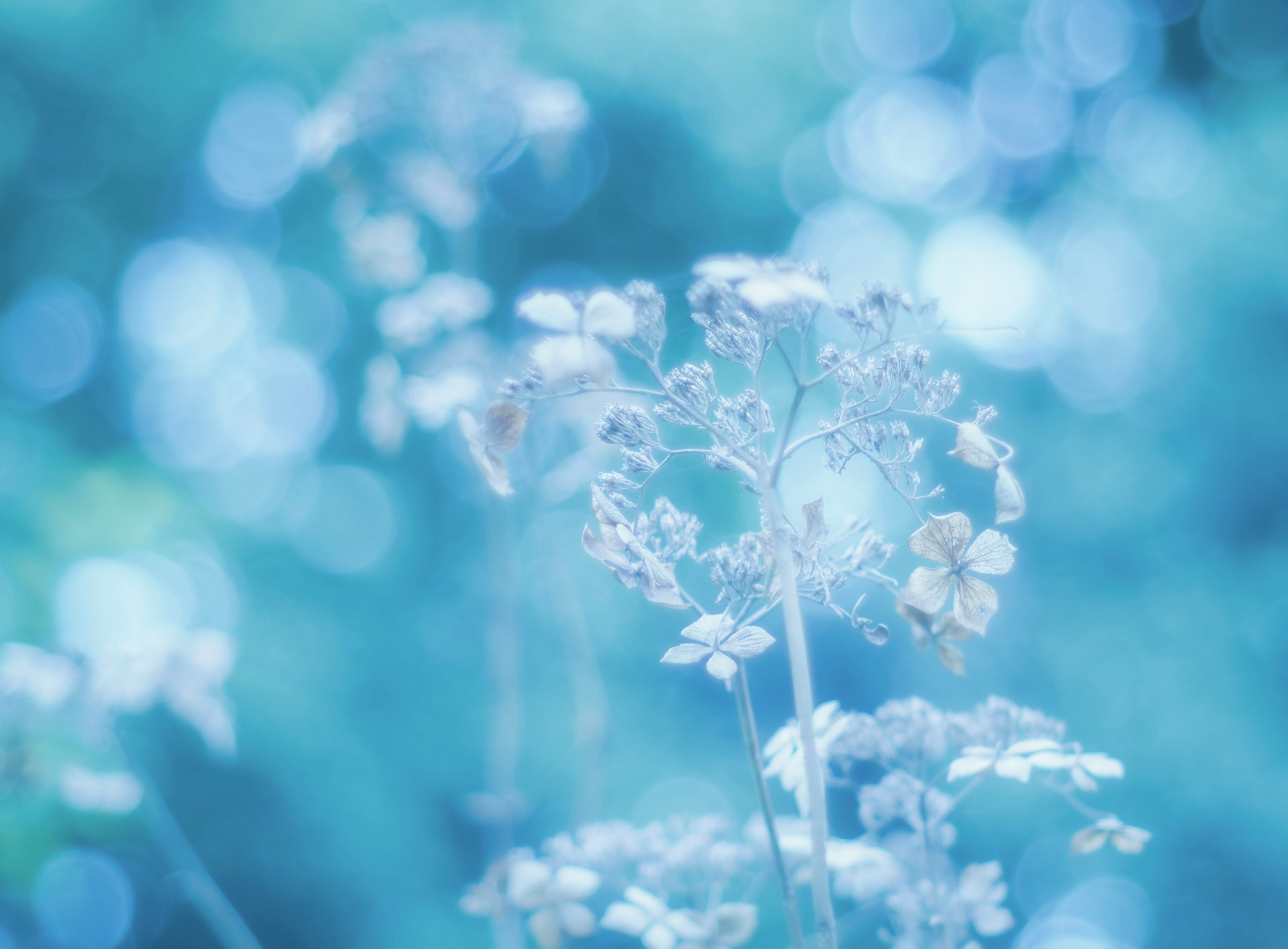 Delicate flowers blurred against a soft blue background