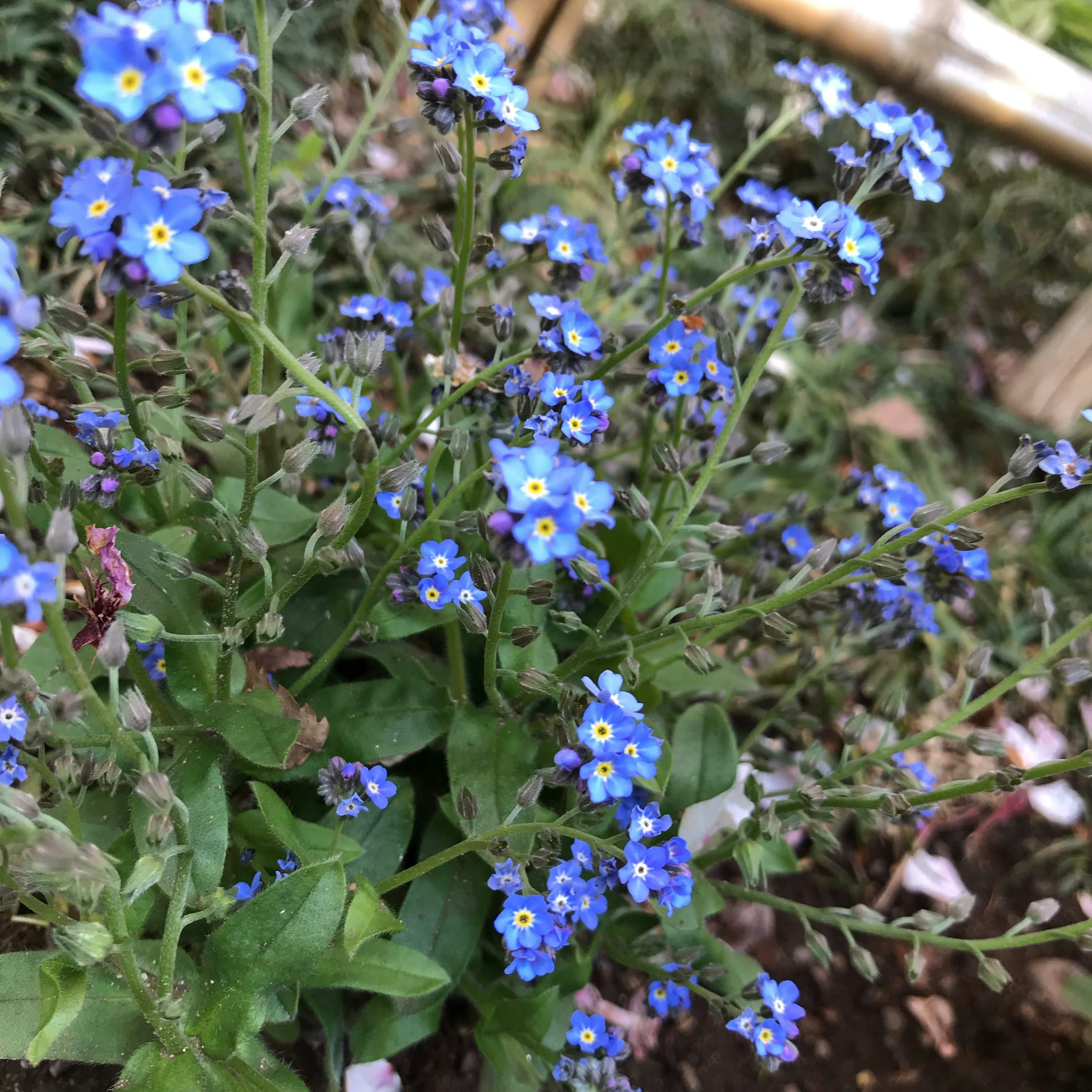 Grupo de pequeñas flores azules en una planta verde