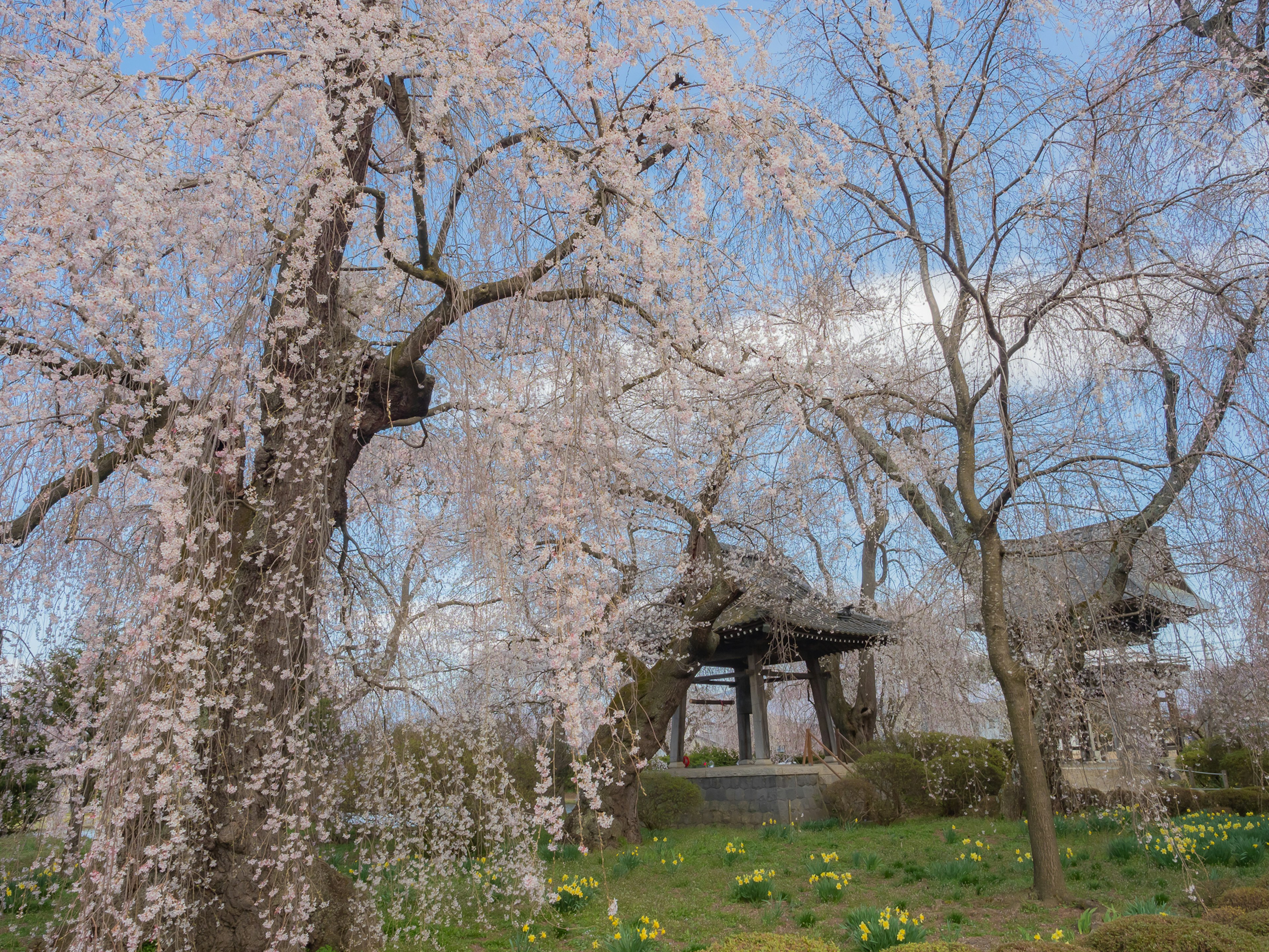 春季櫻花樹與背景中的古老寺廟