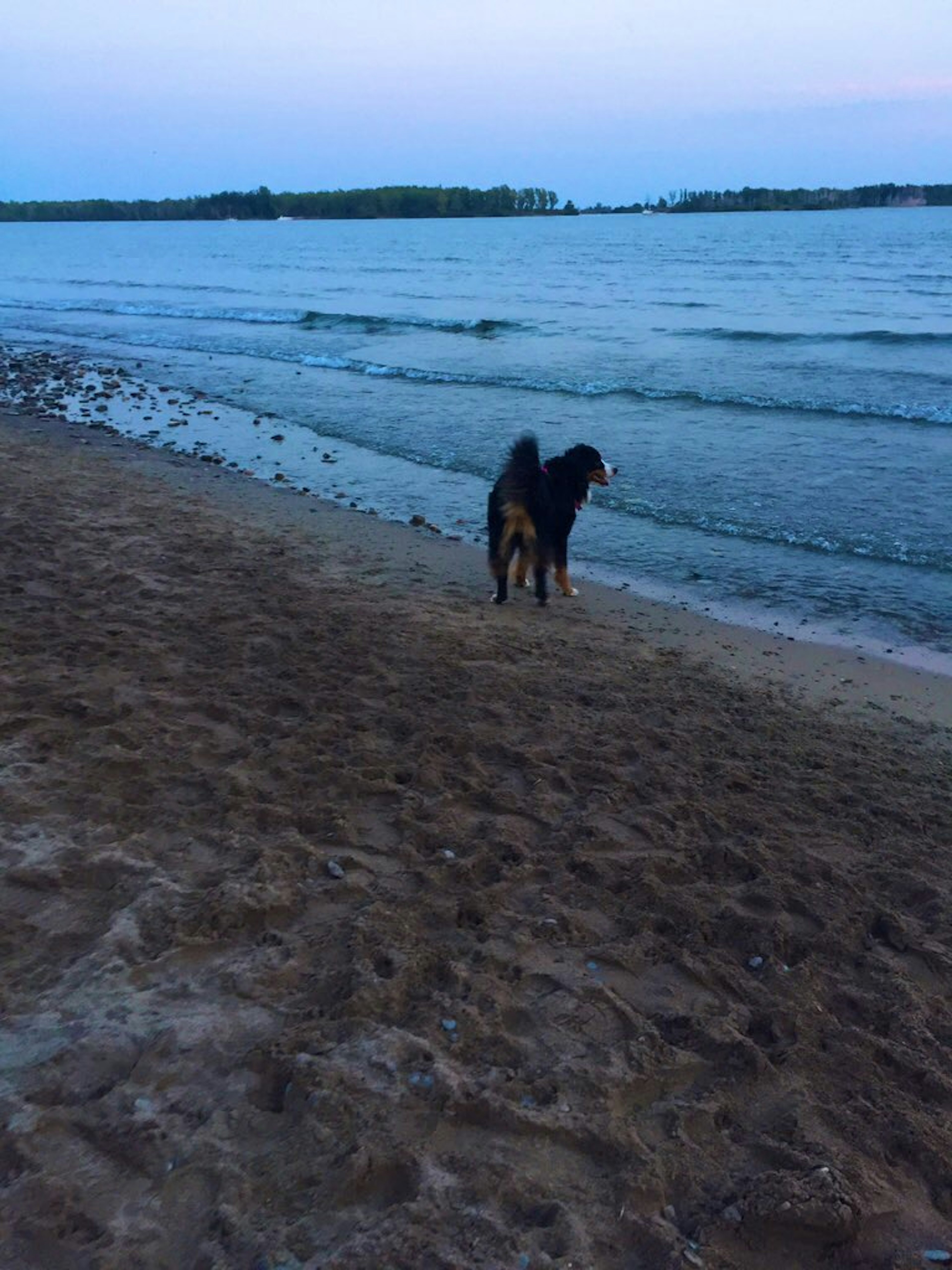 เงาของสุนัขที่มองทะเลบนชายหาด