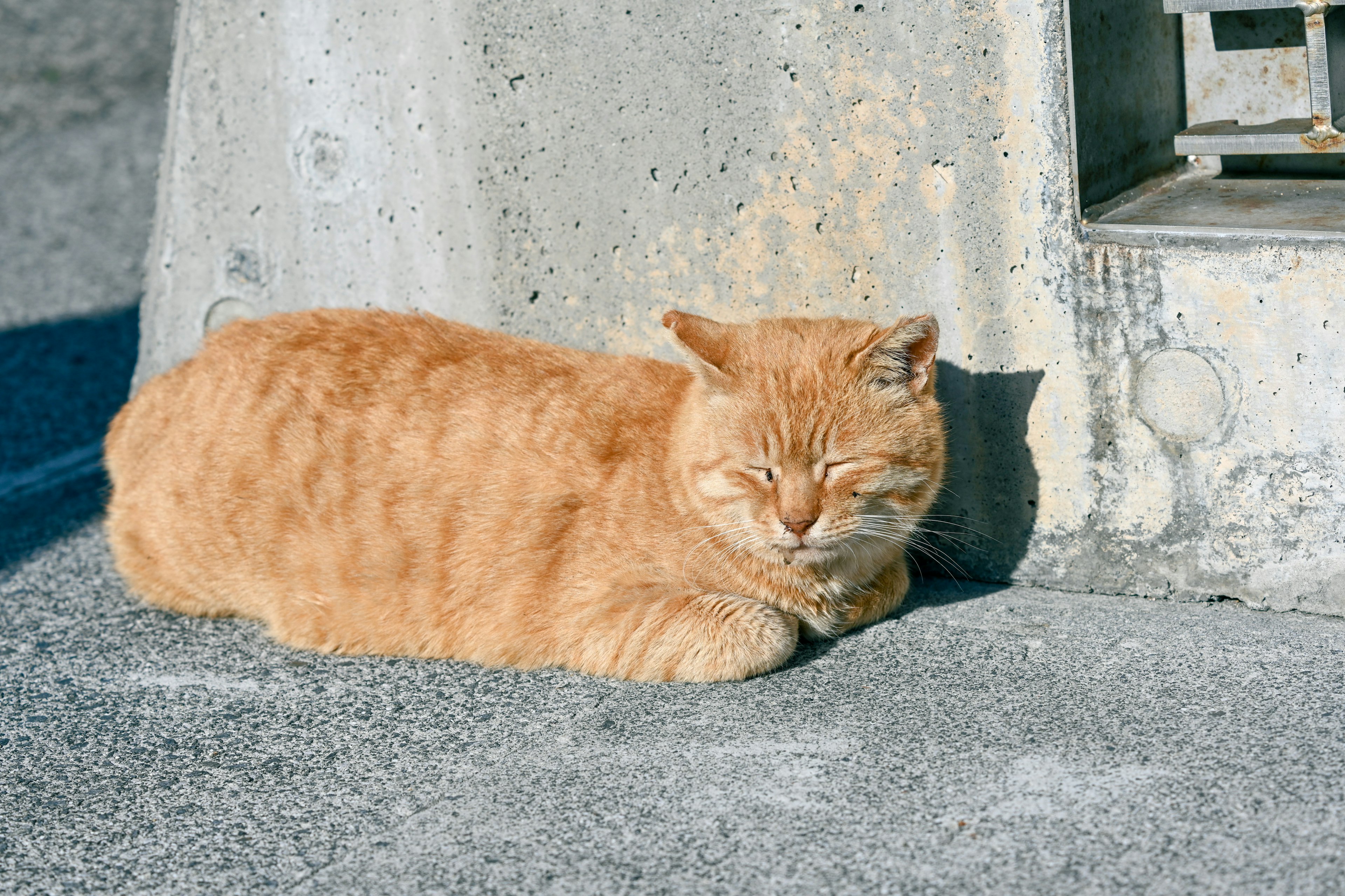 Un gatto arancione che dorme su cemento