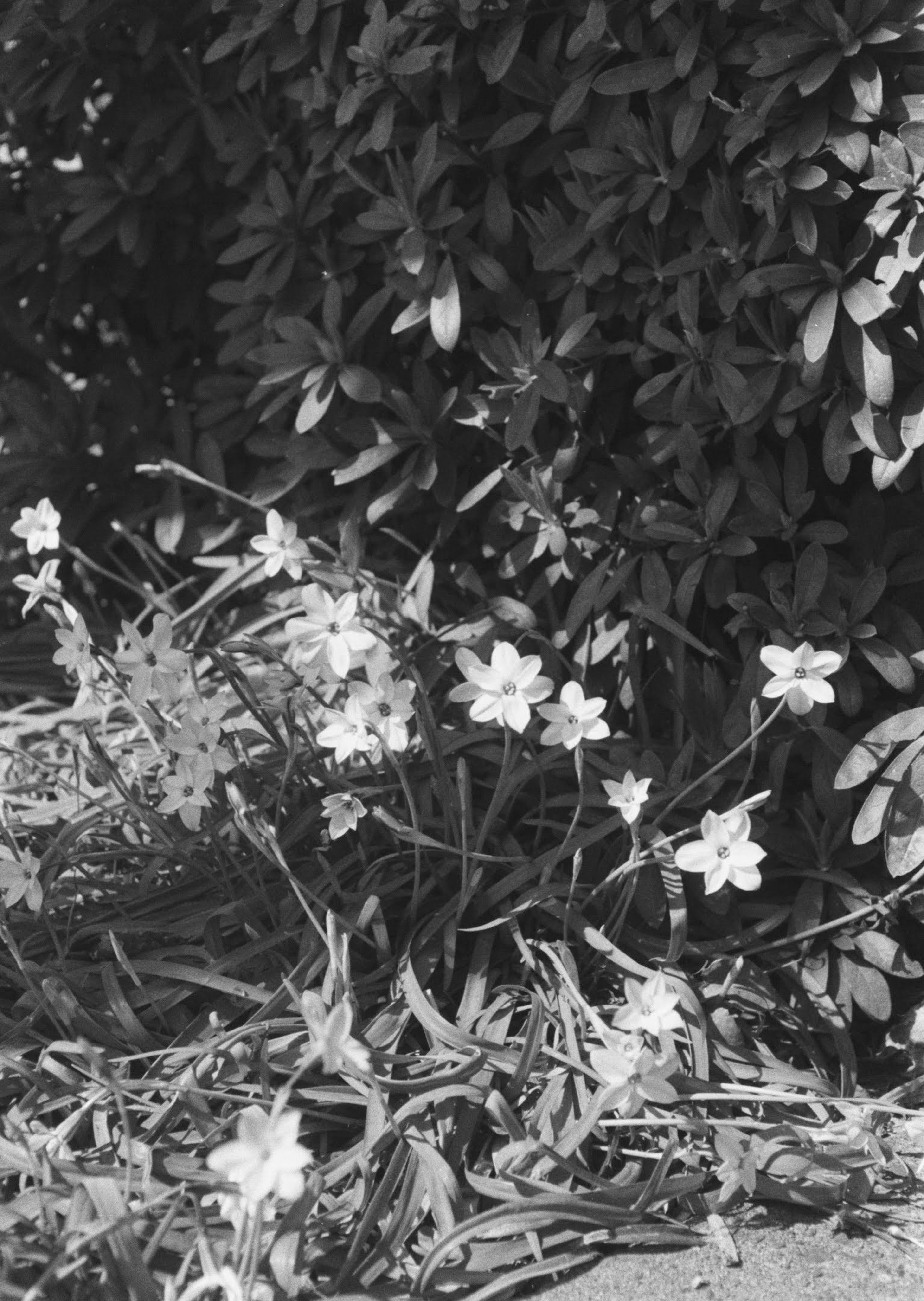 Escena en blanco y negro con flores y follaje