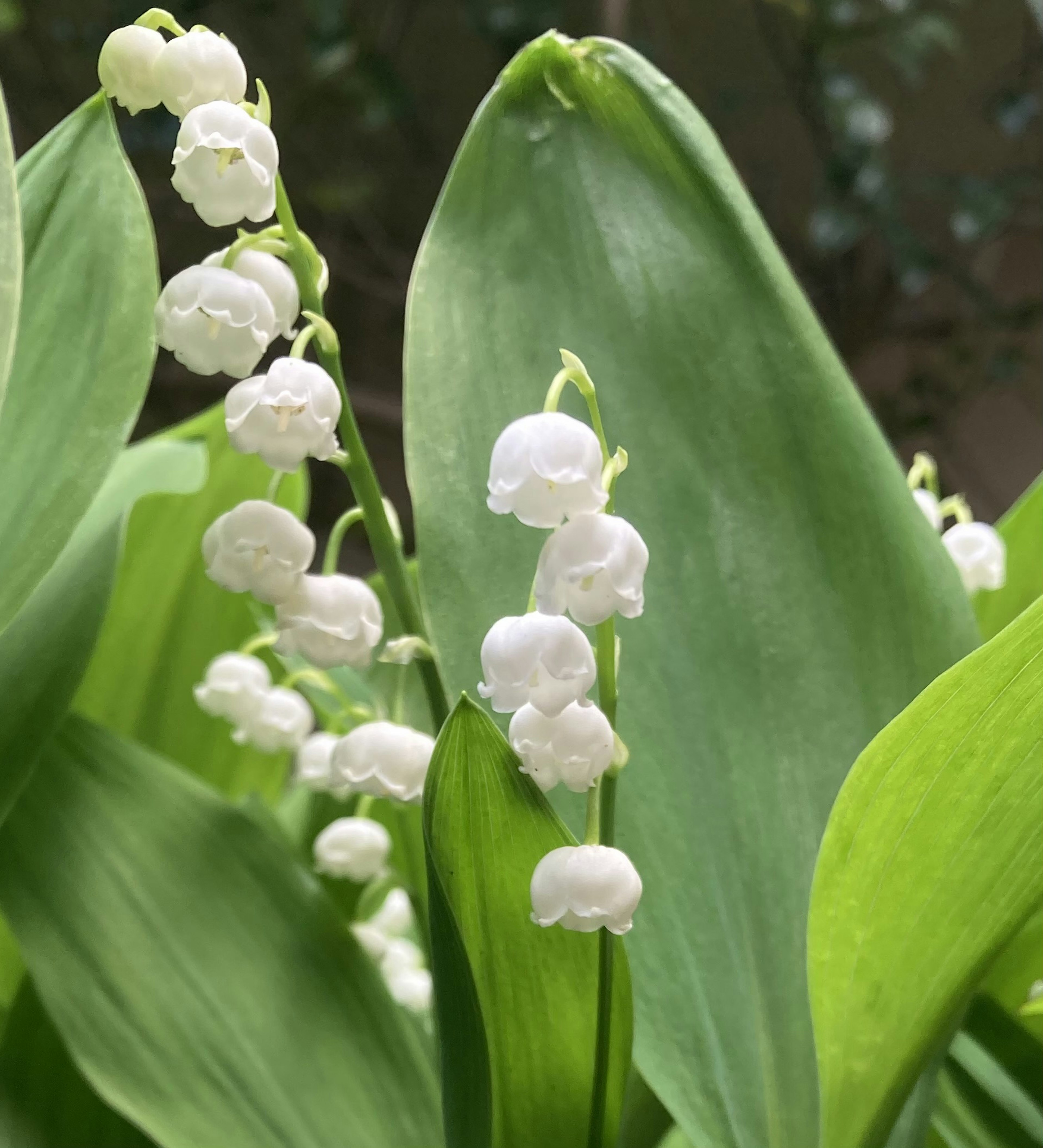 白いスズランの花が緑の葉の間に咲いている