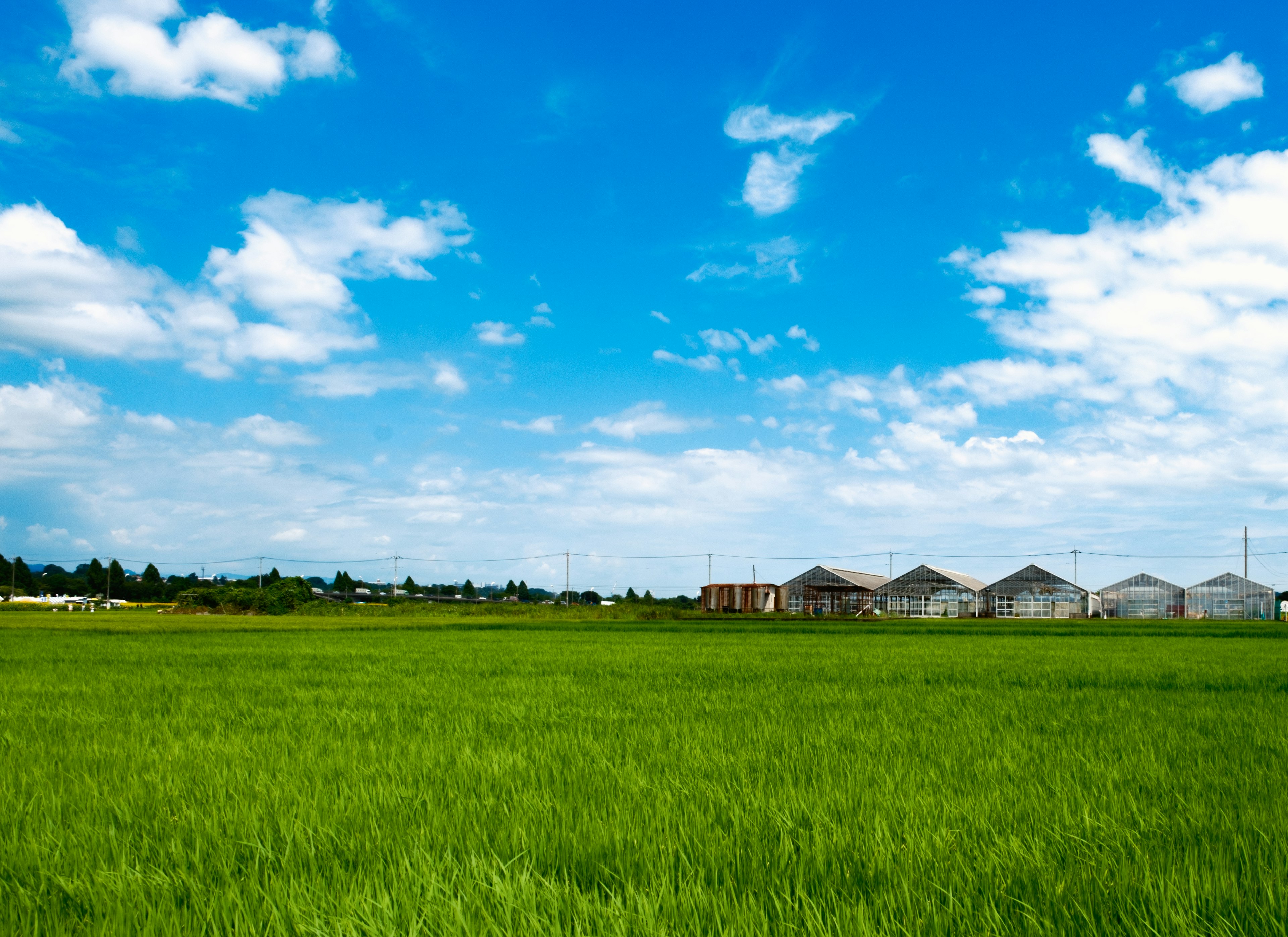 Campo de arroz verde exuberante bajo un cielo azul brillante con nubes dispersas y invernaderos al fondo