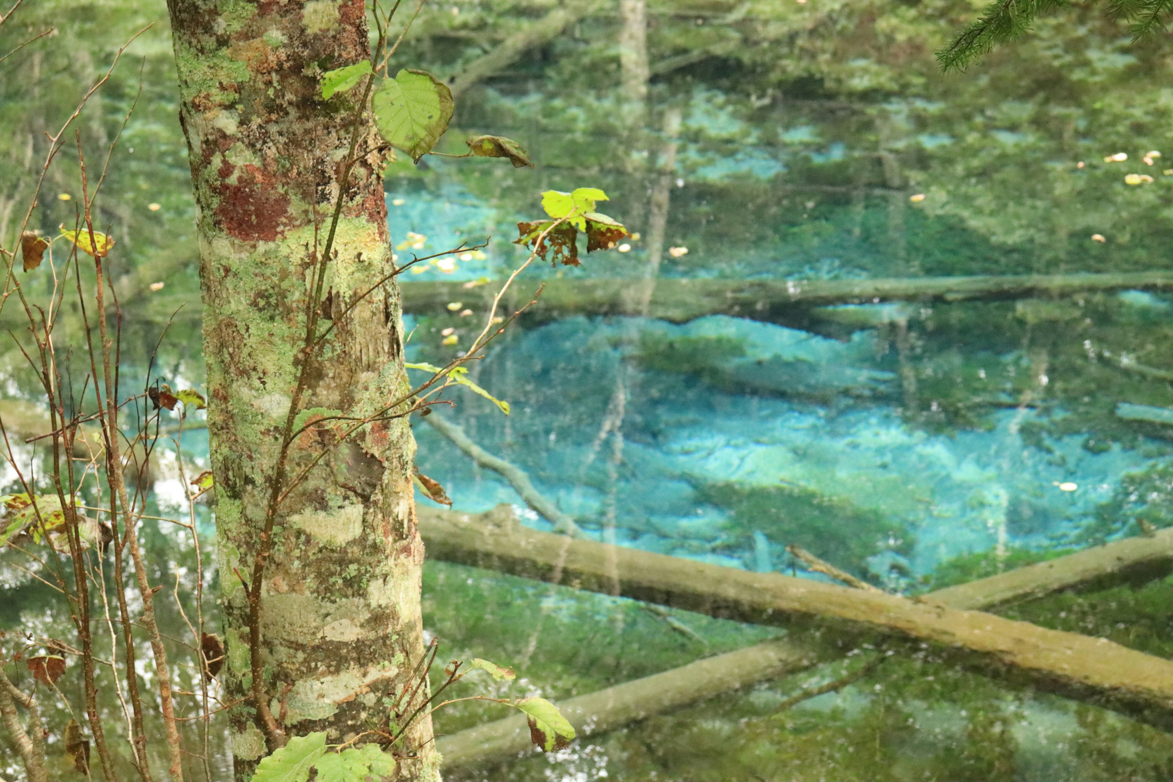 Sebuah pohon di samping air biru jernih di hutan