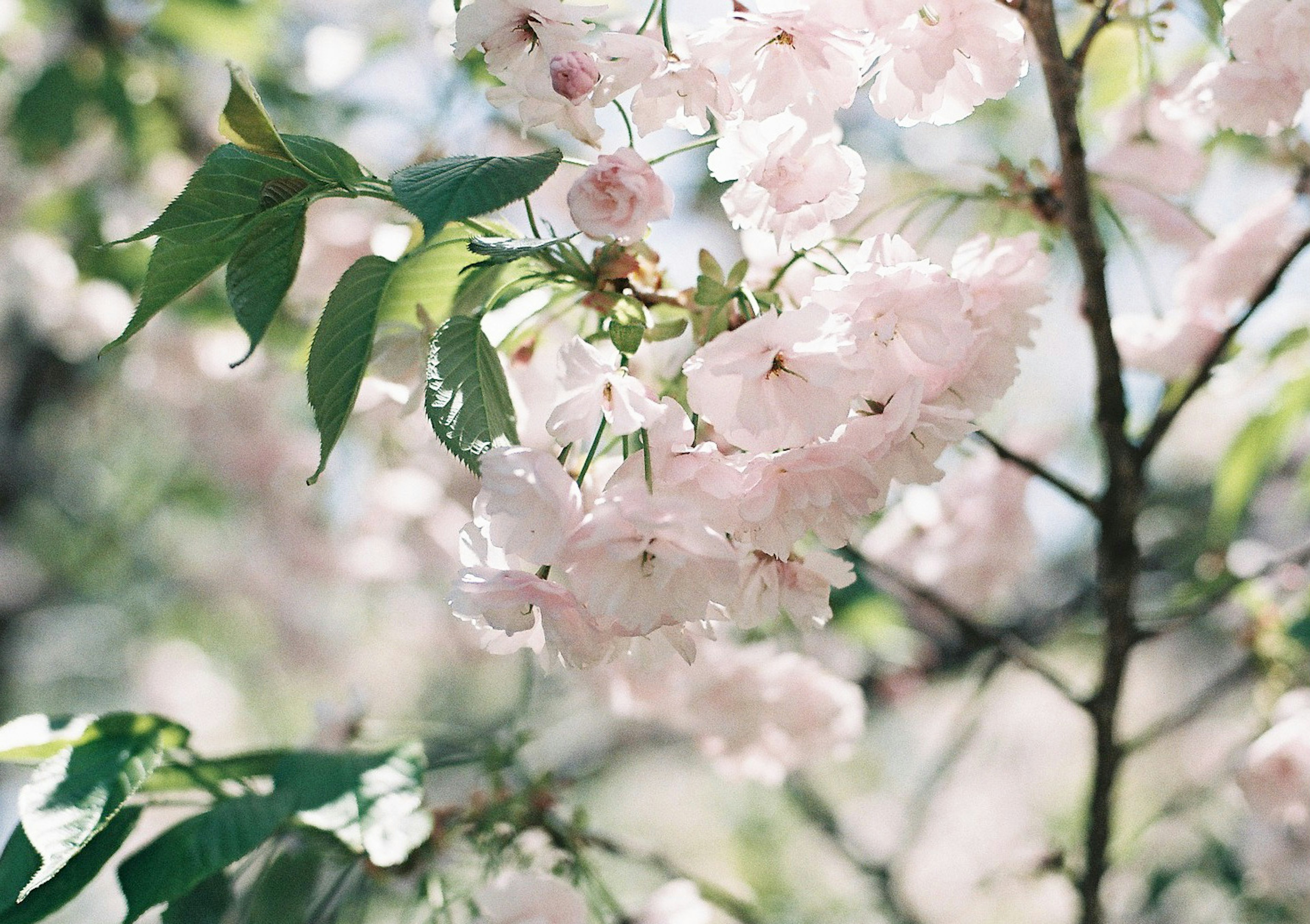 柔らかいピンクの桜の花と緑の葉が映える春の風景