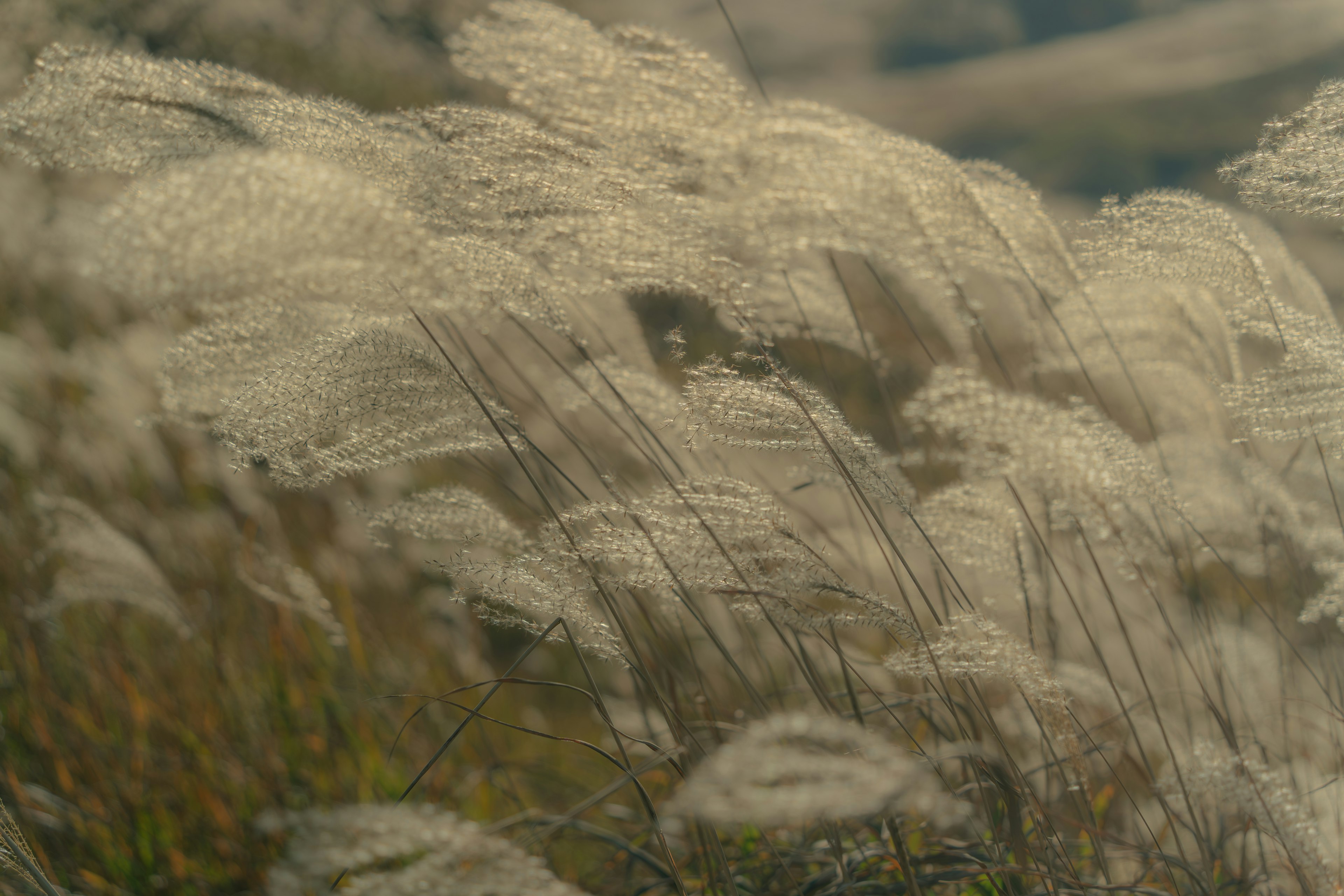 Ein Feld hoher Gräser, das im Wind wiegt